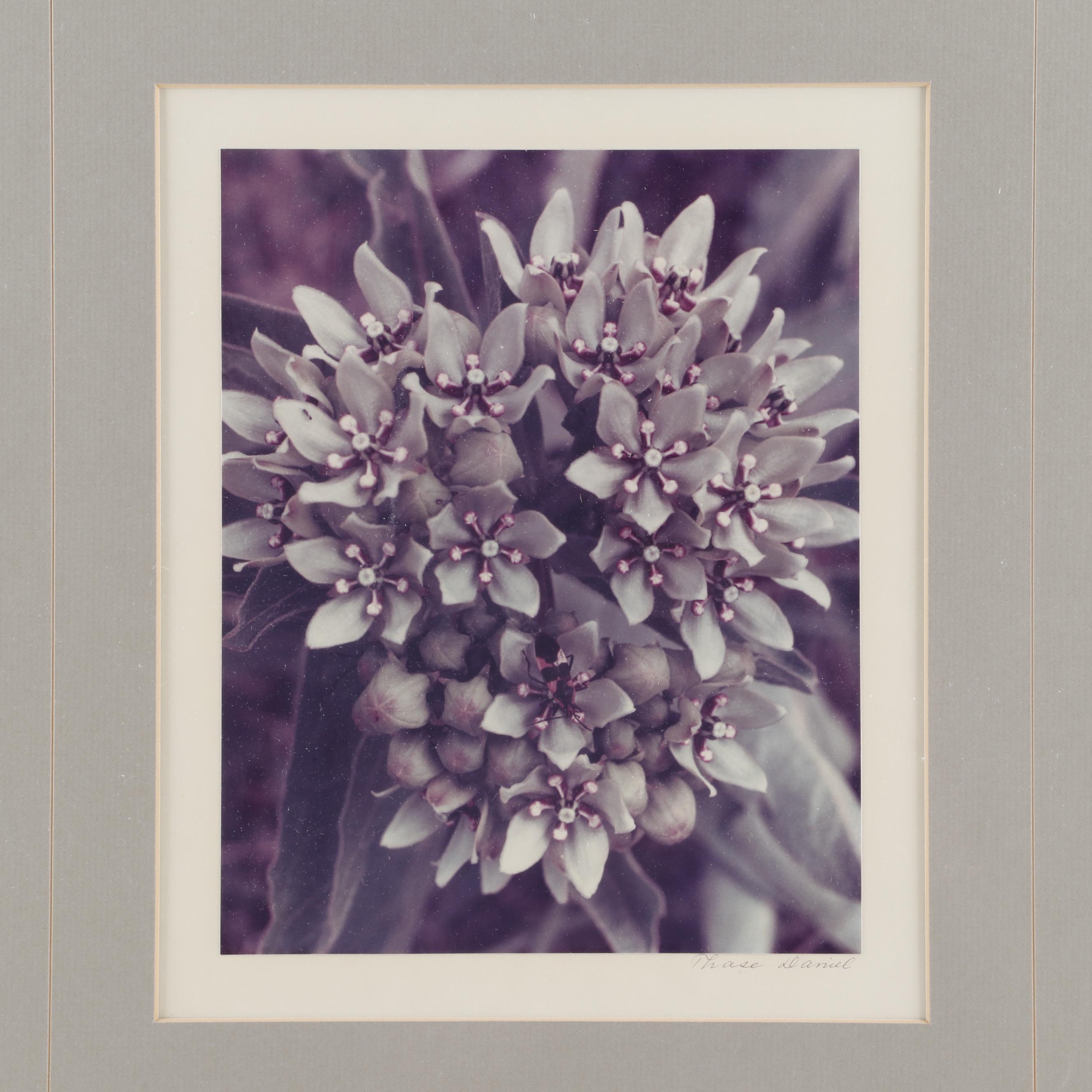 Thase Ferguson Daniel Photograph of Flowers