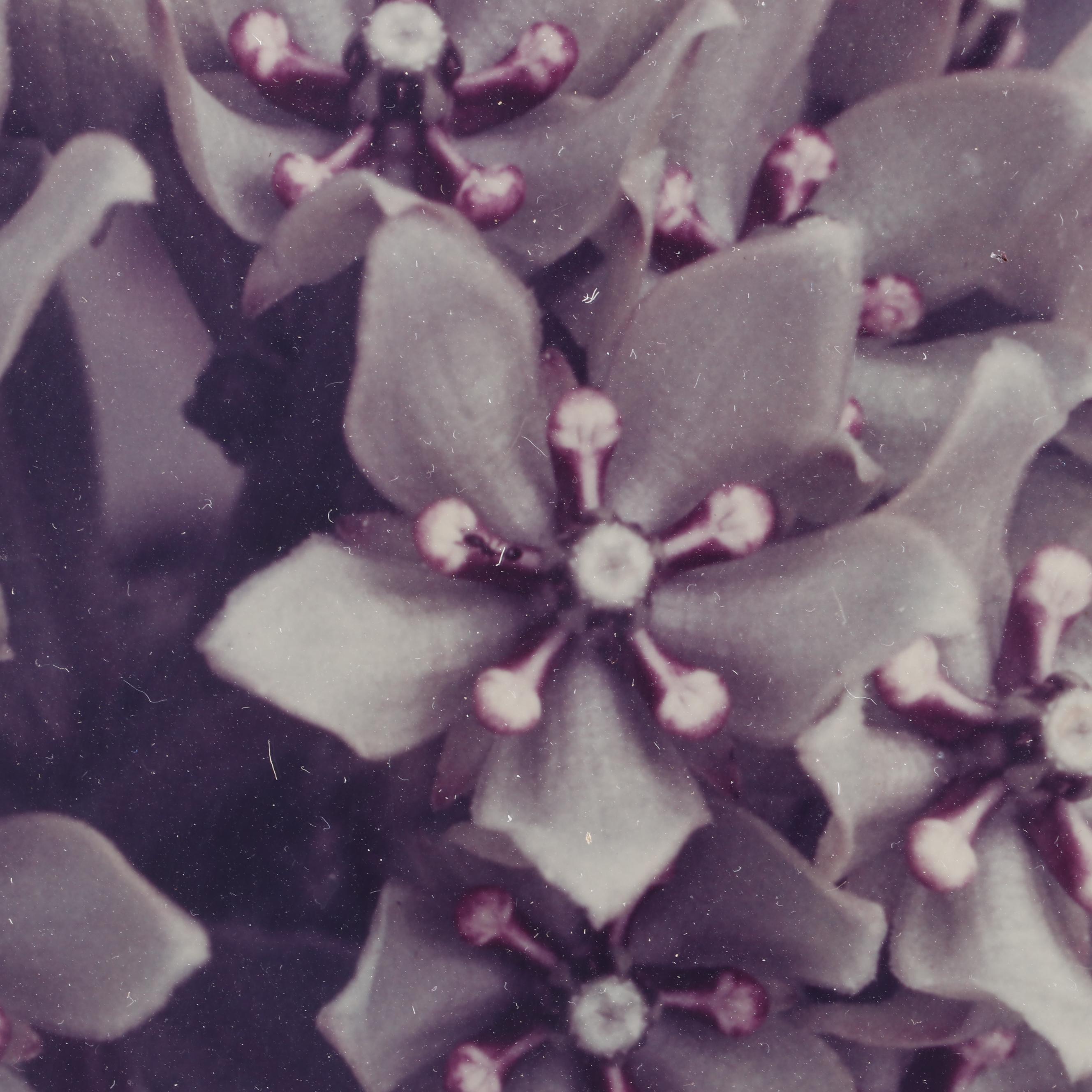 Thase Ferguson Daniel Photograph of Flowers