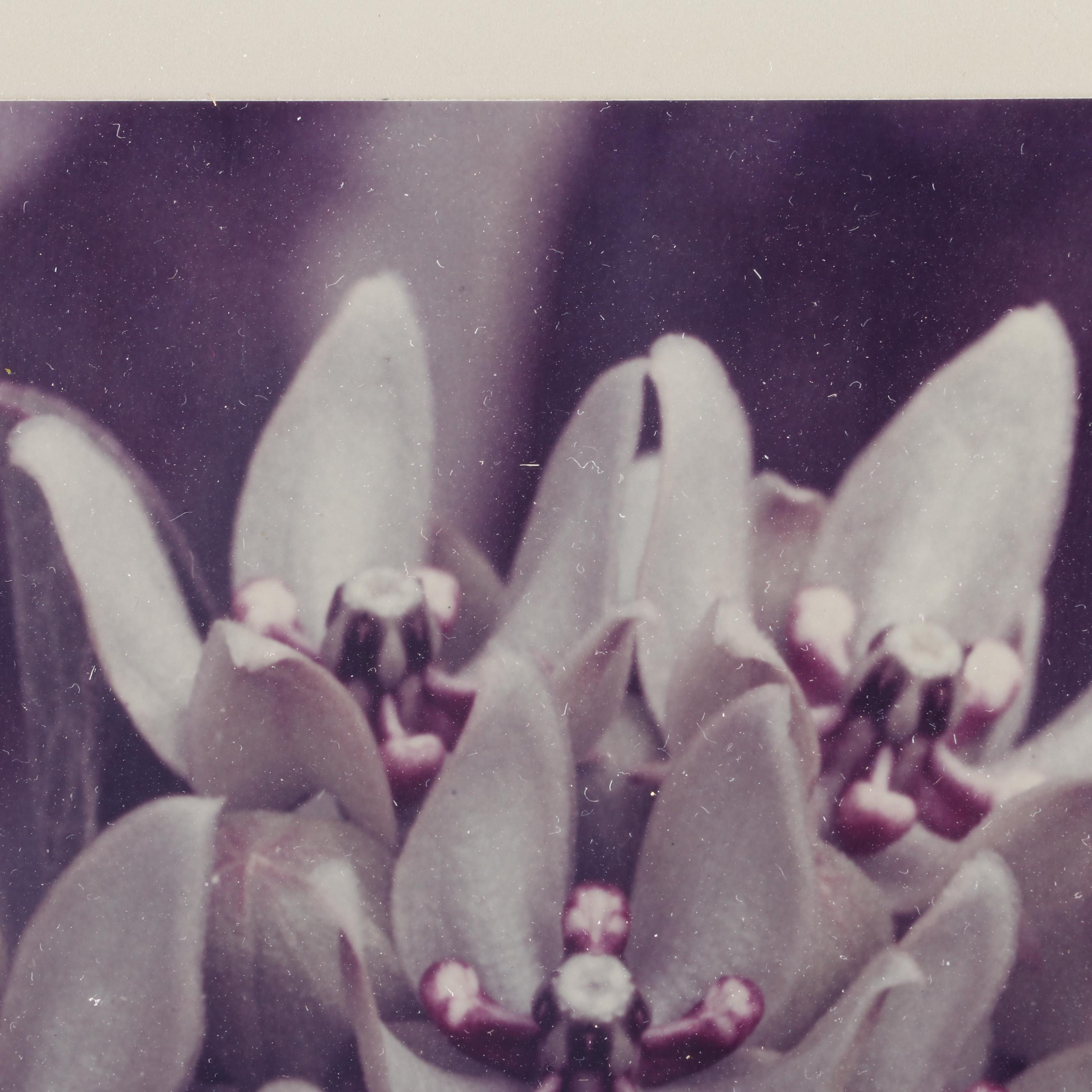 Thase Ferguson Daniel Photograph of Flowers