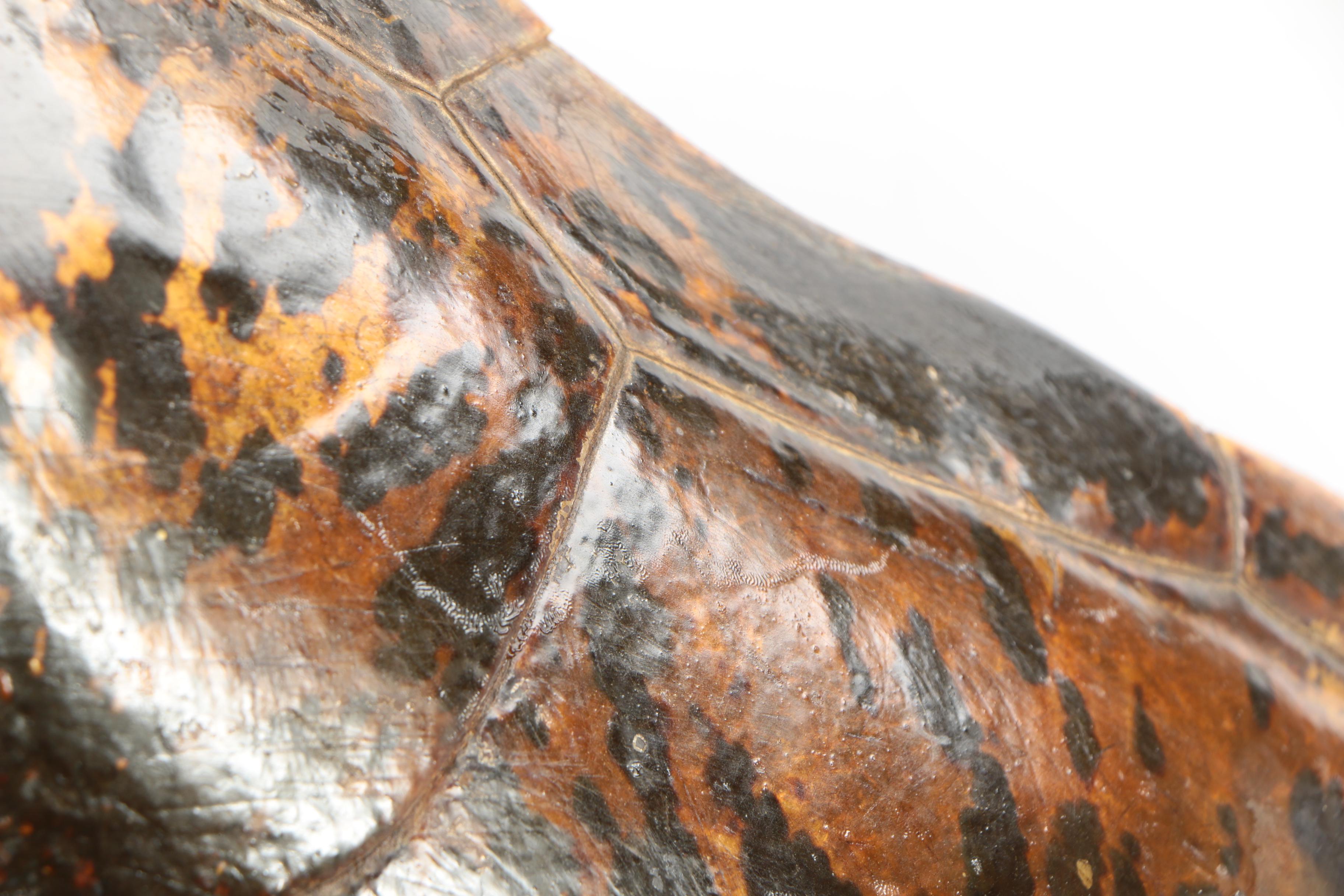 Antique Sea Turtle Shell Specimen