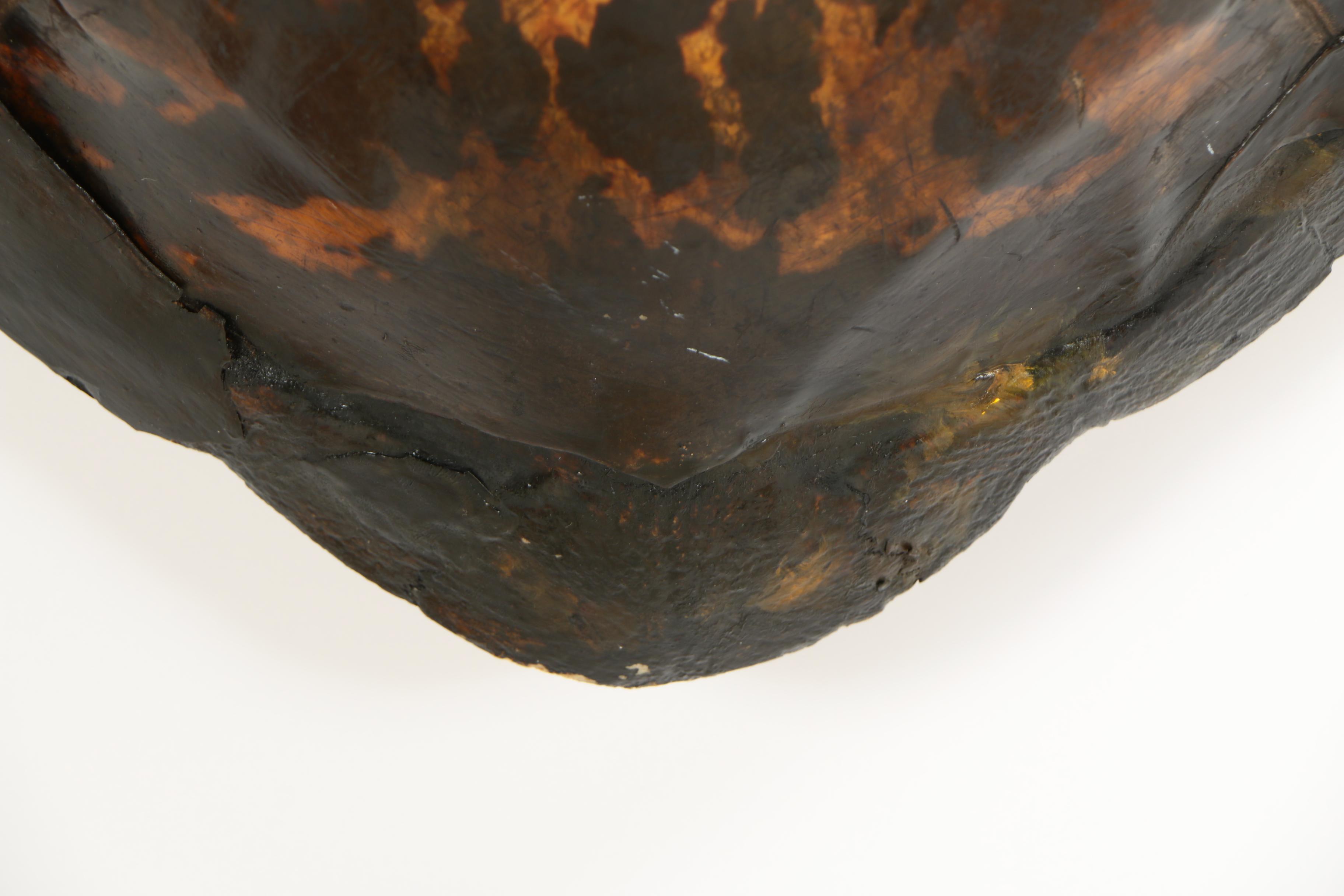 Antique Sea Turtle Shell Specimen