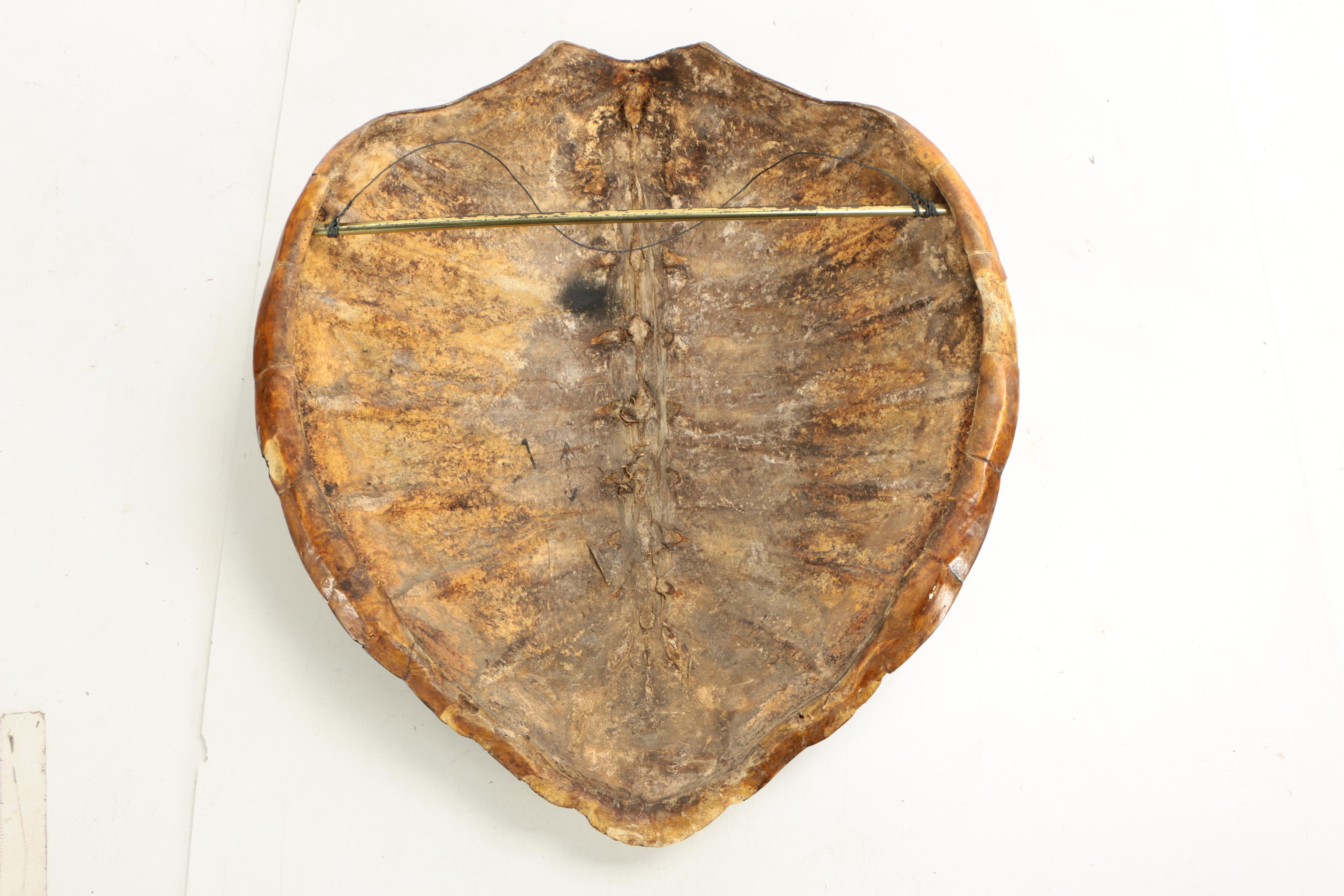 Antique Sea Turtle Shell Specimen