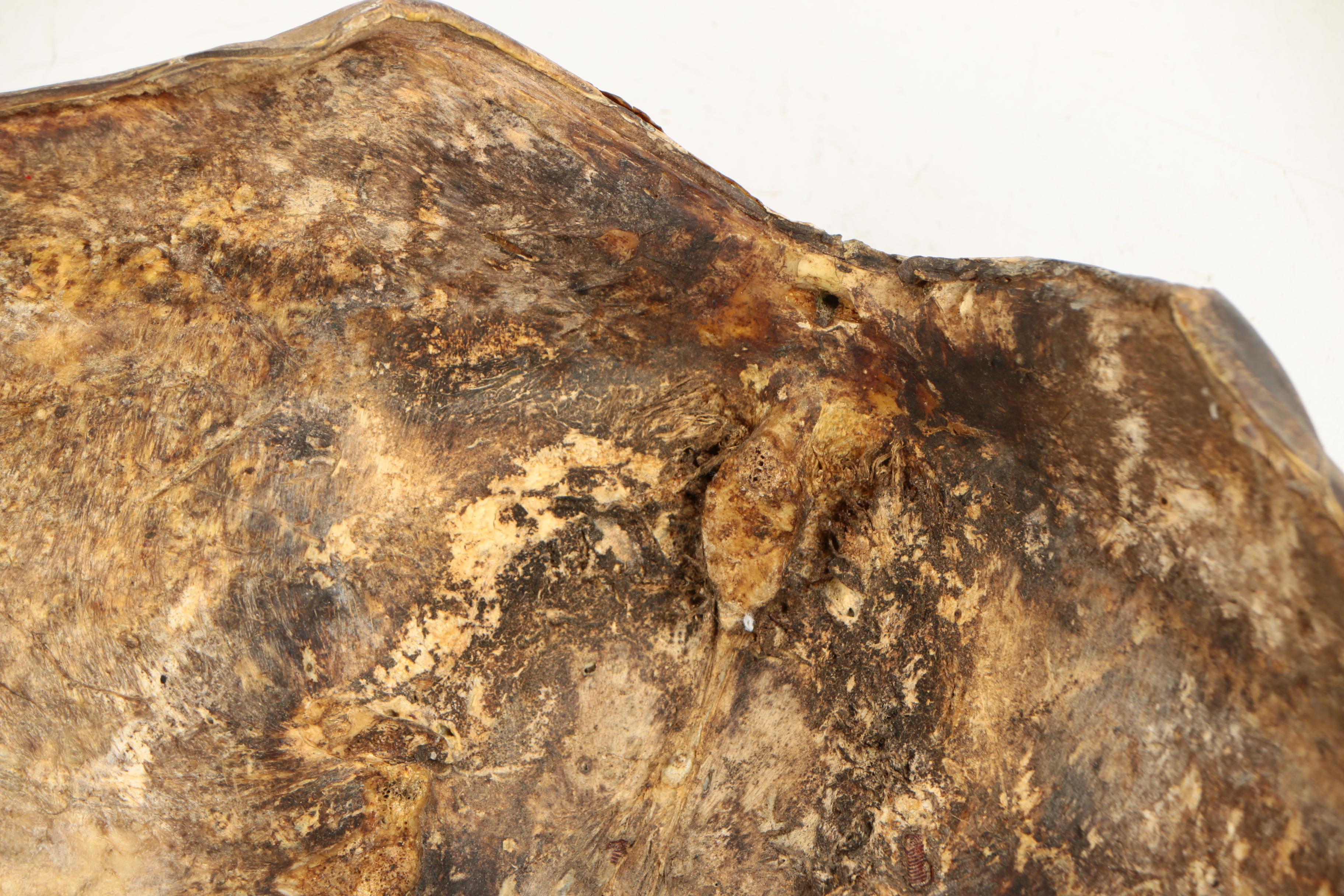 Antique Sea Turtle Shell Specimen