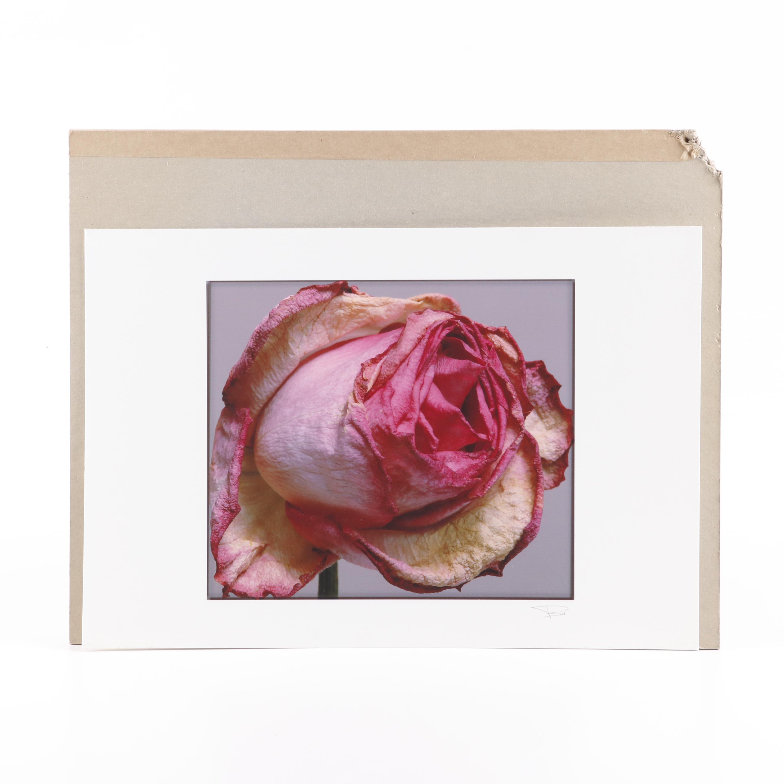 Philip Habib Digital Photographs of Roses