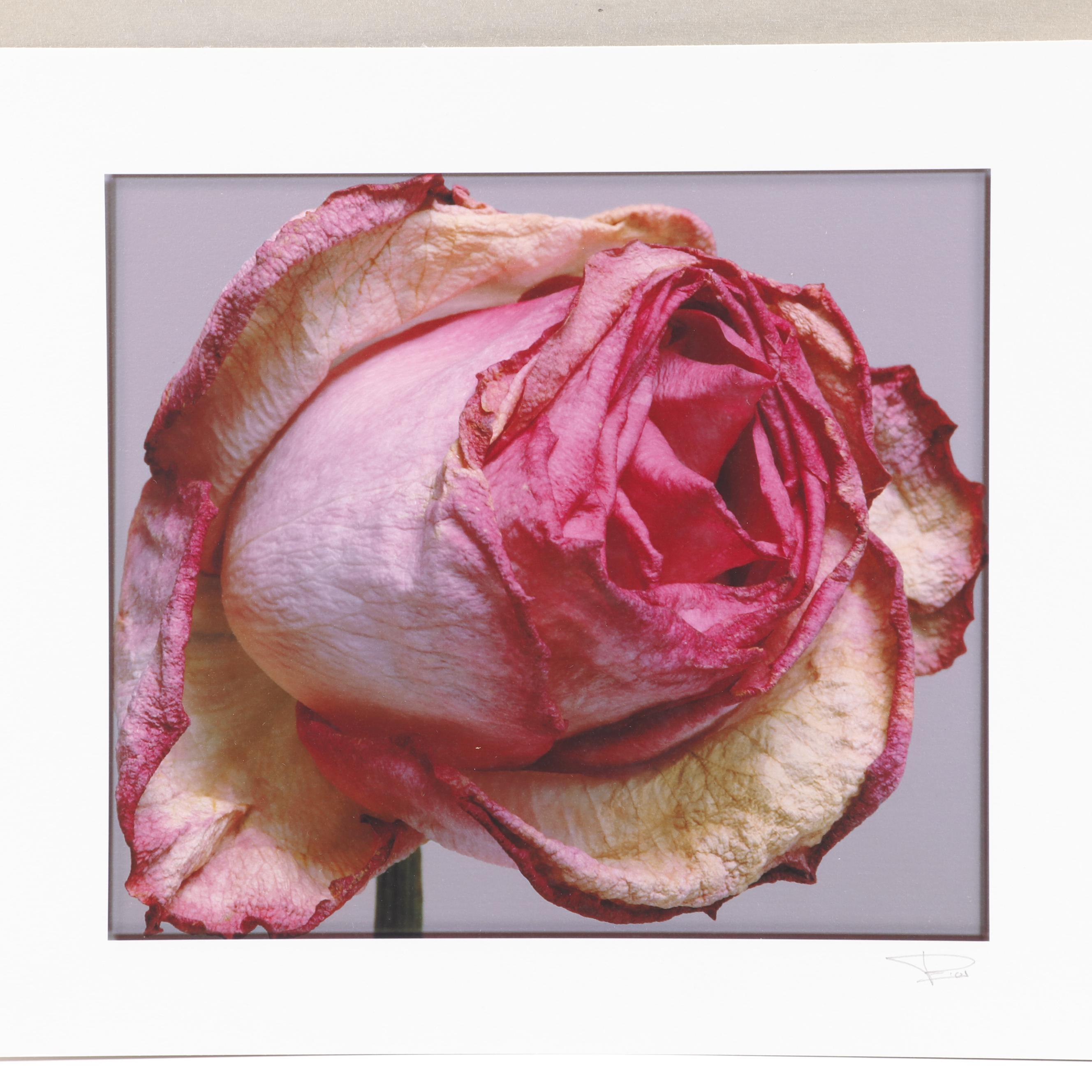 Philip Habib Digital Photographs of Roses