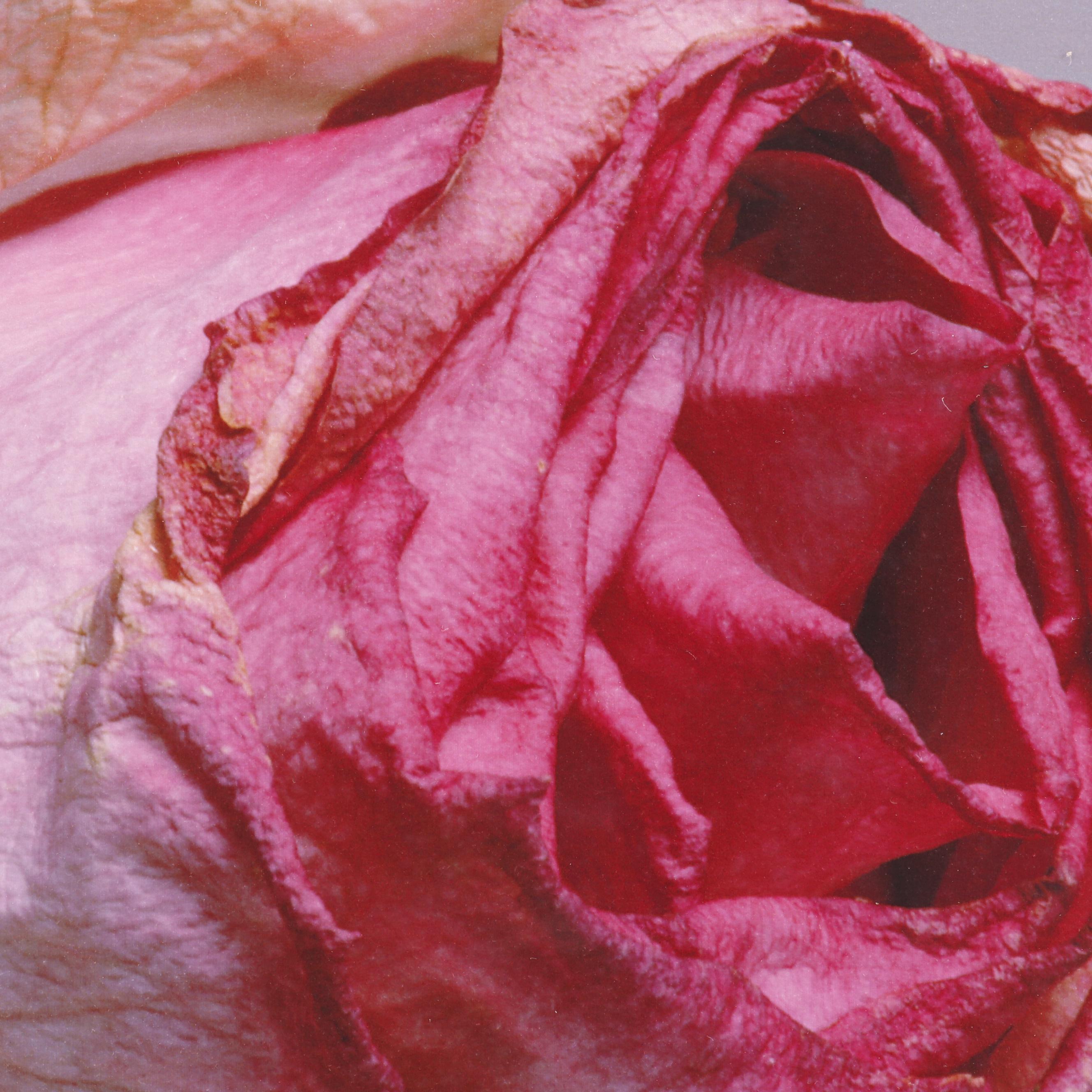 Philip Habib Digital Photographs of Roses