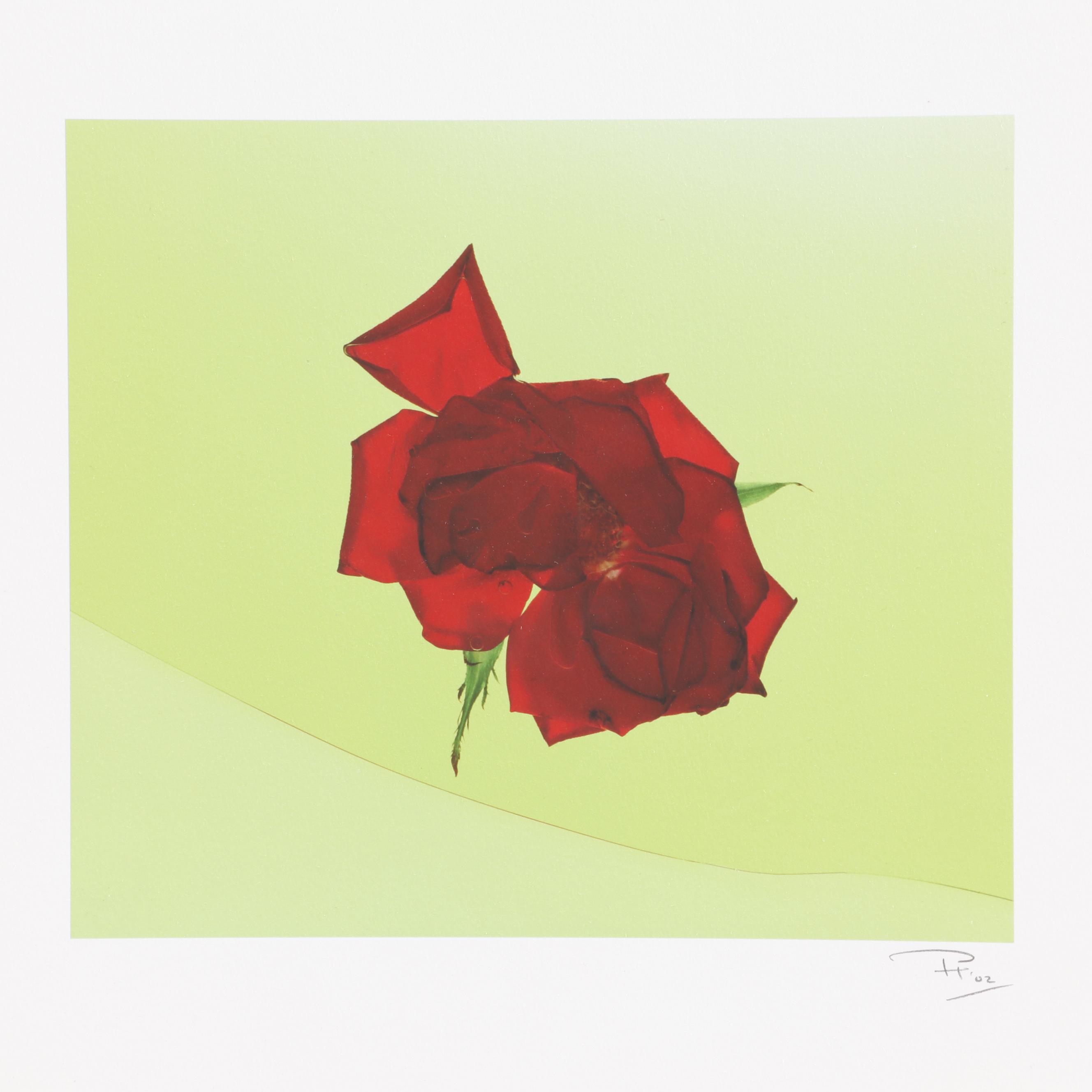 Philip Habib Digital Photographs of Roses