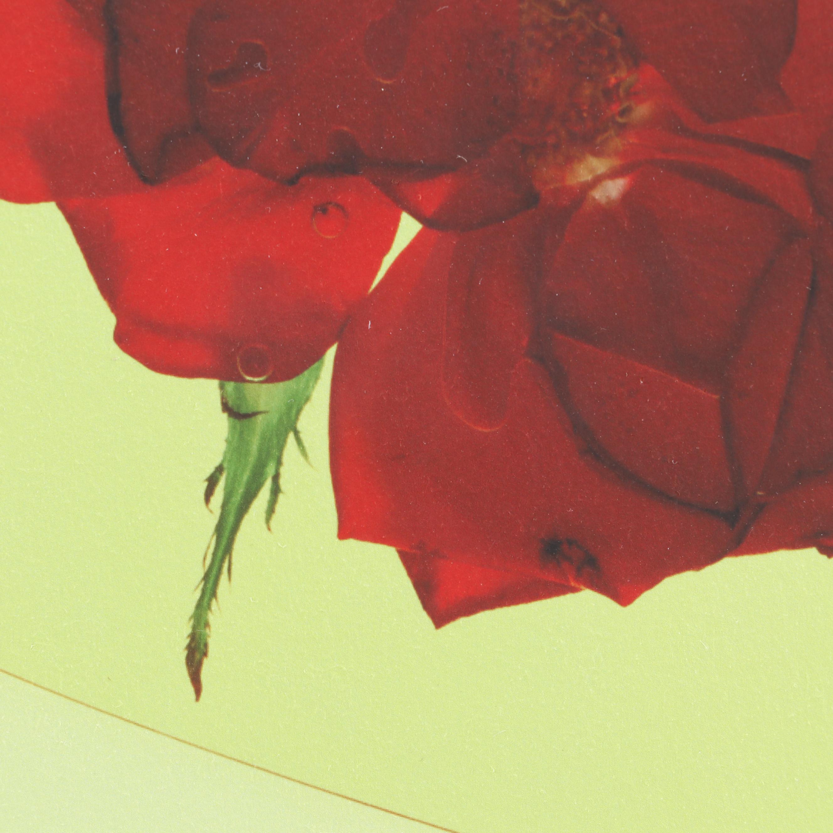 Philip Habib Digital Photographs of Roses