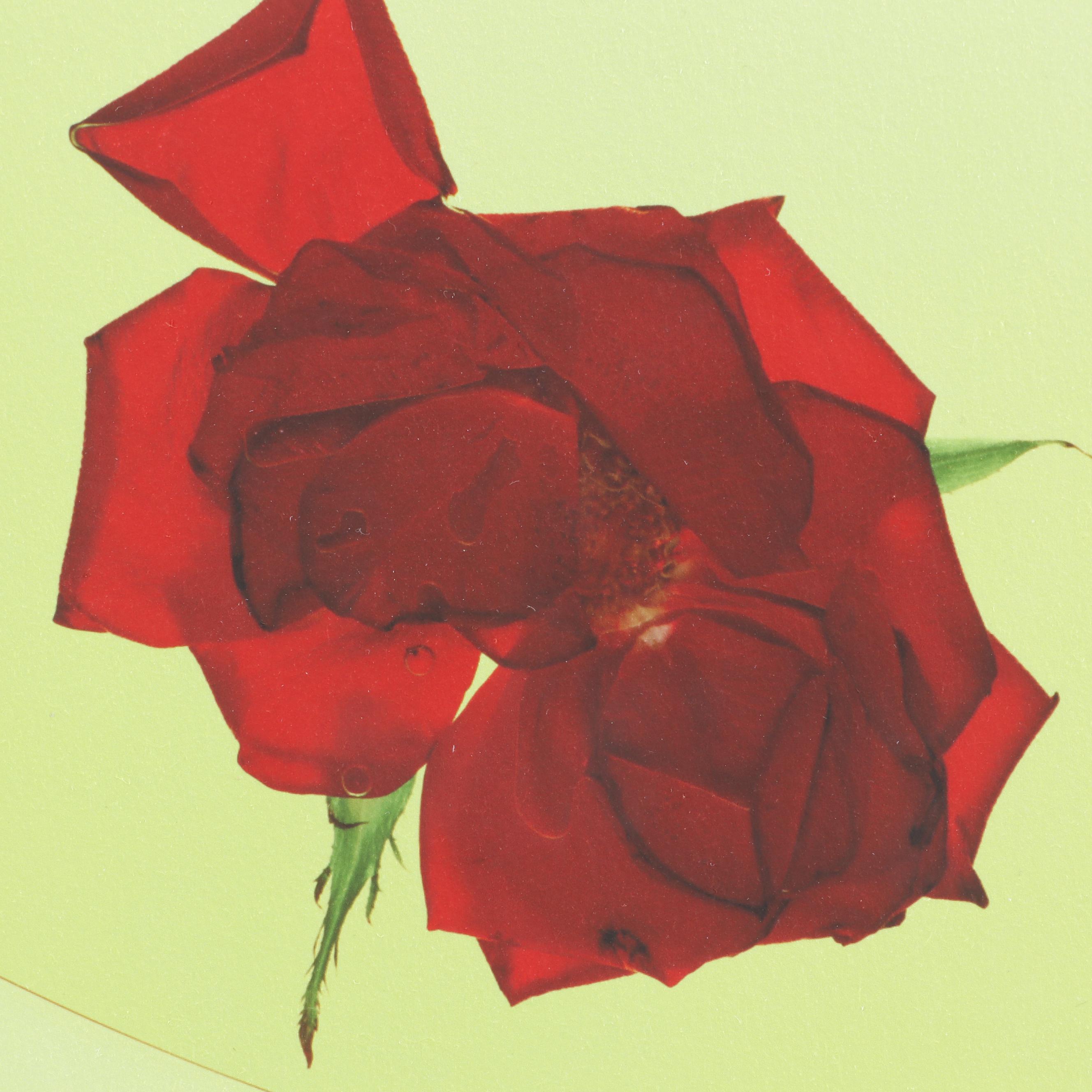 Philip Habib Digital Photographs of Roses