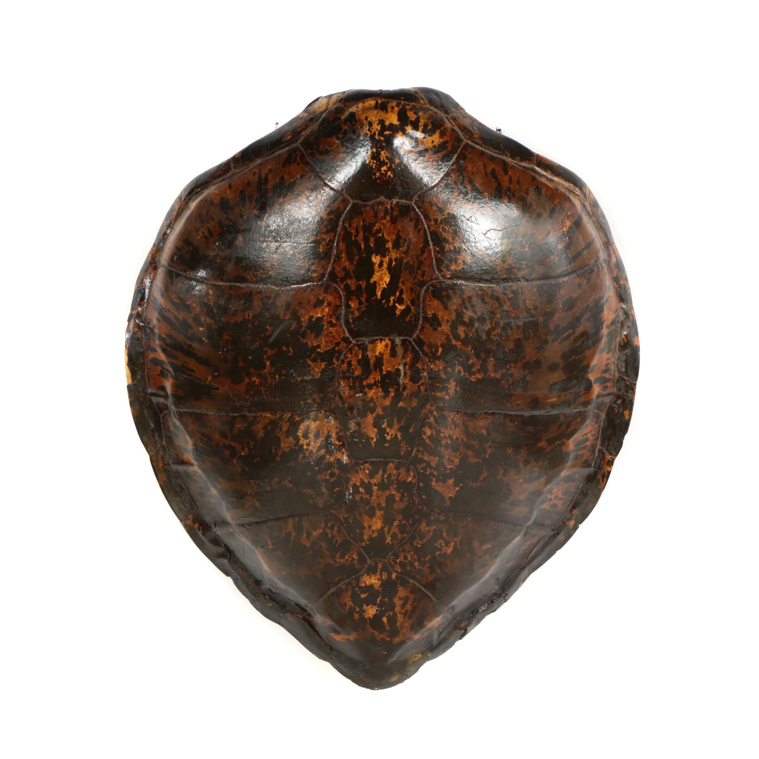 Antique Sea Turtle Shell Specimen