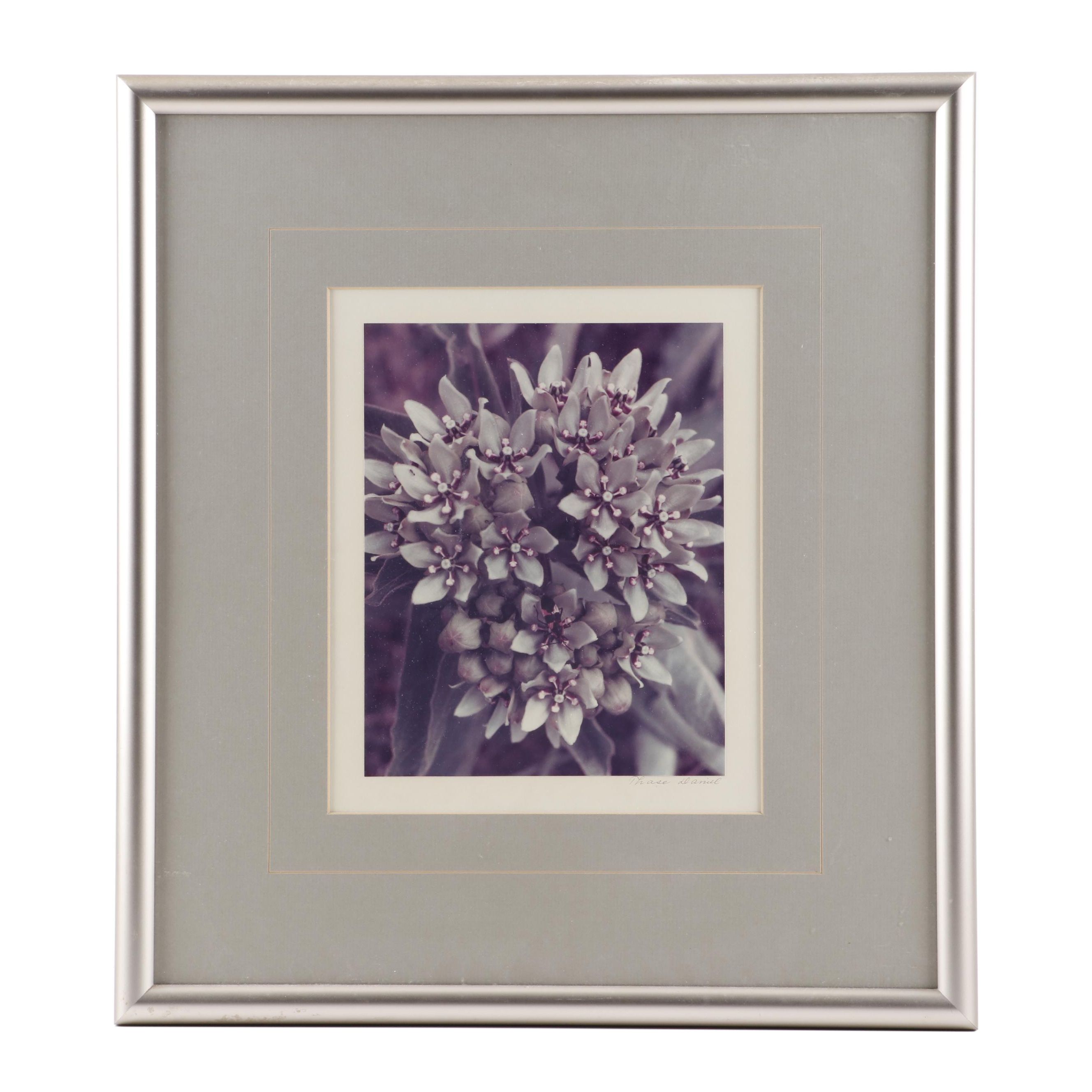 Thase Ferguson Daniel Photograph of Flowers