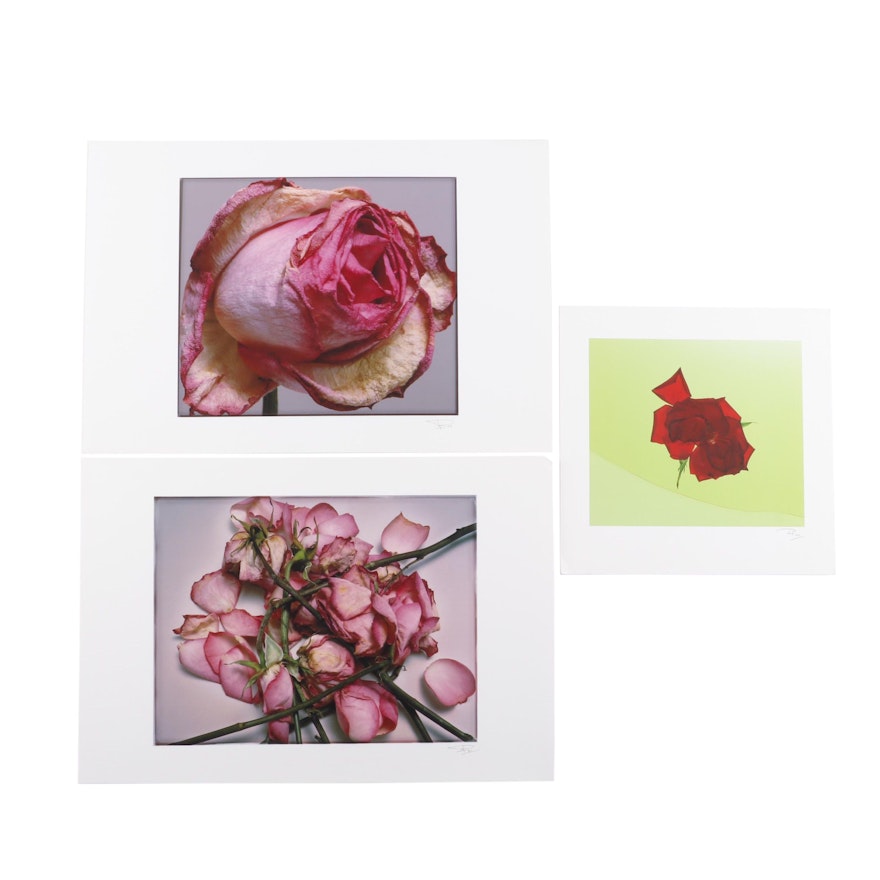 Philip Habib Digital Photographs of Roses