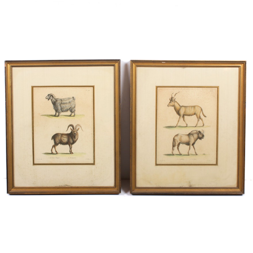 19th Century Hand-Colored Animal Etchings After Jean-Baptiste Huet