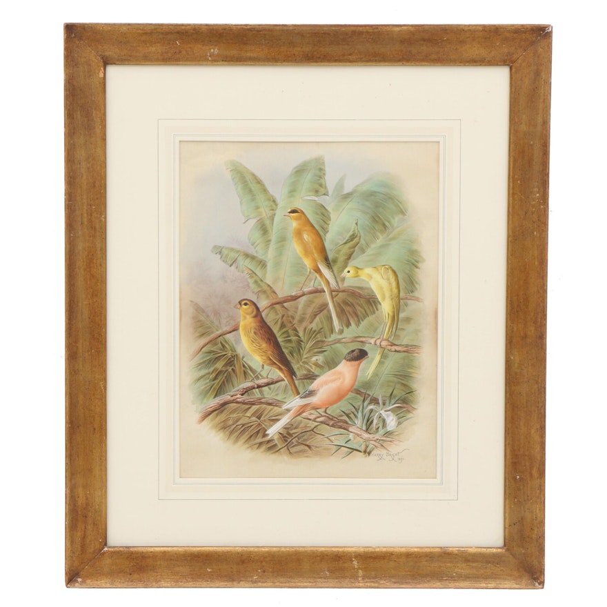 Harry Bright Ornithological Watercolor Painting