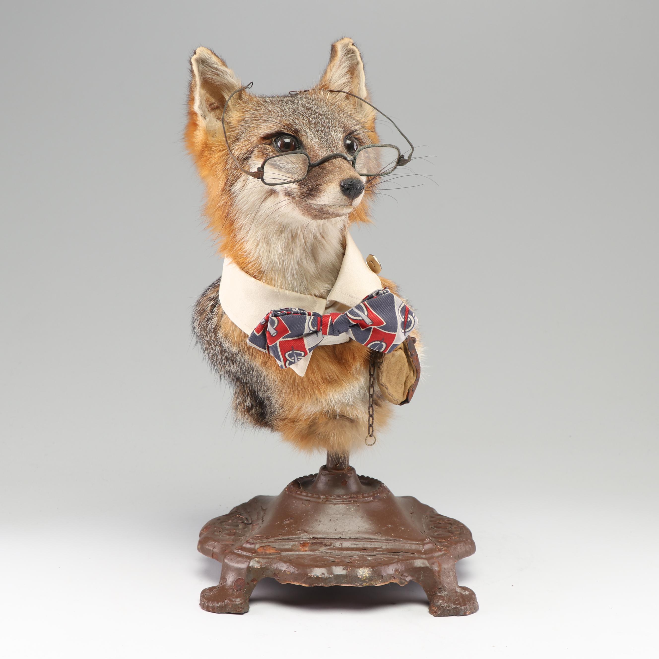 "A Gentleman Fox" Taxidermy Embellished Red Fox Mount