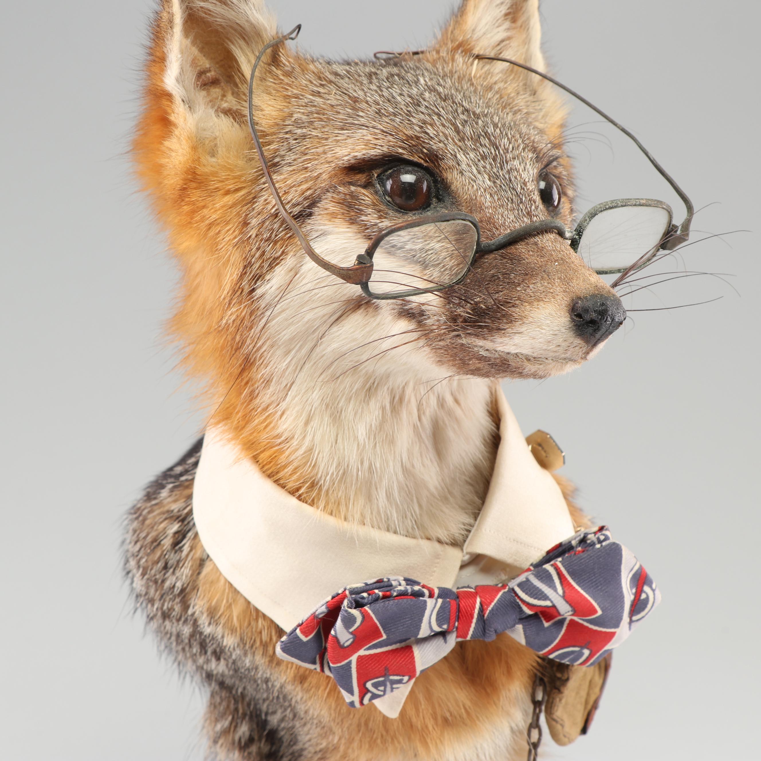 "A Gentleman Fox" Taxidermy Embellished Red Fox Mount