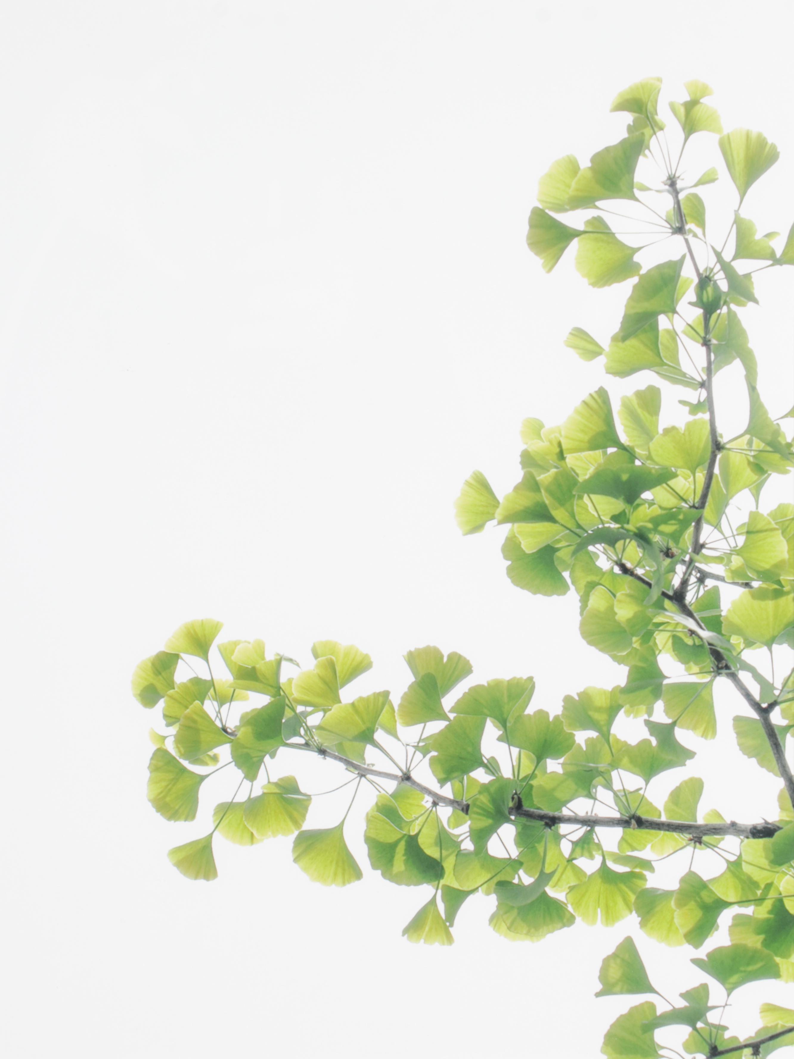 Erin McCarthy Print "Gingko Study I"