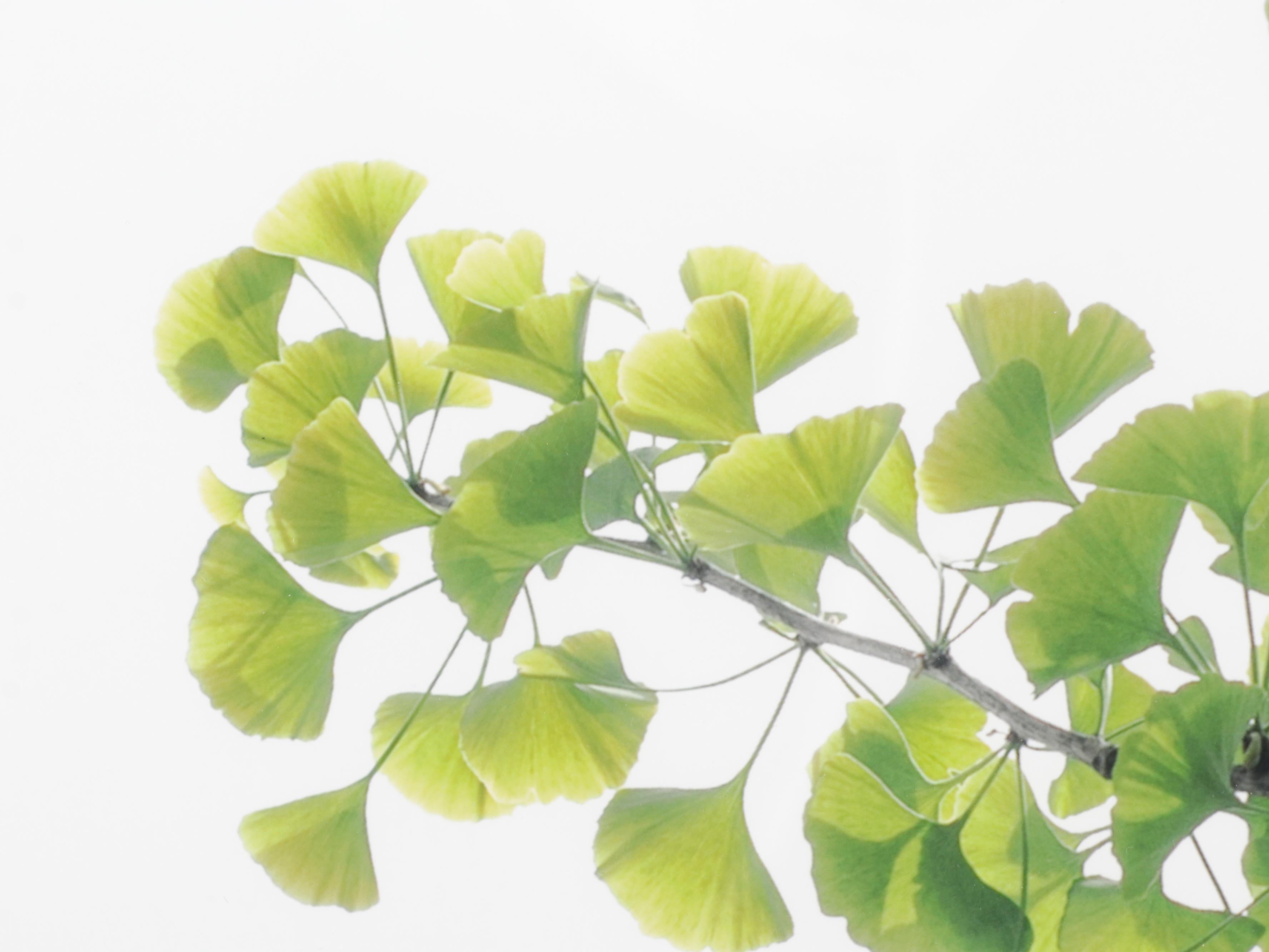 Erin McCarthy Print "Gingko Study I"