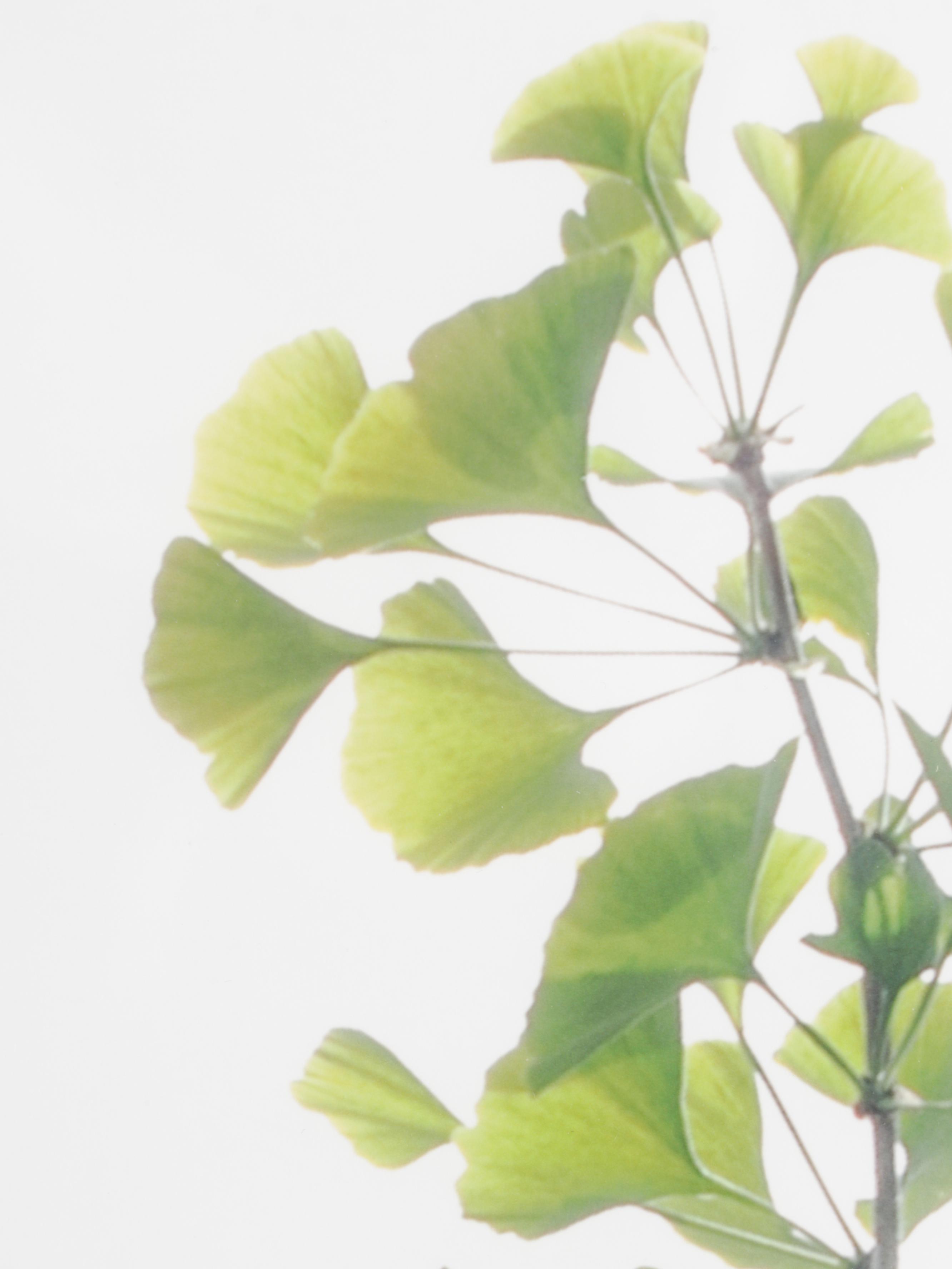 Erin McCarthy Print "Gingko Study I"