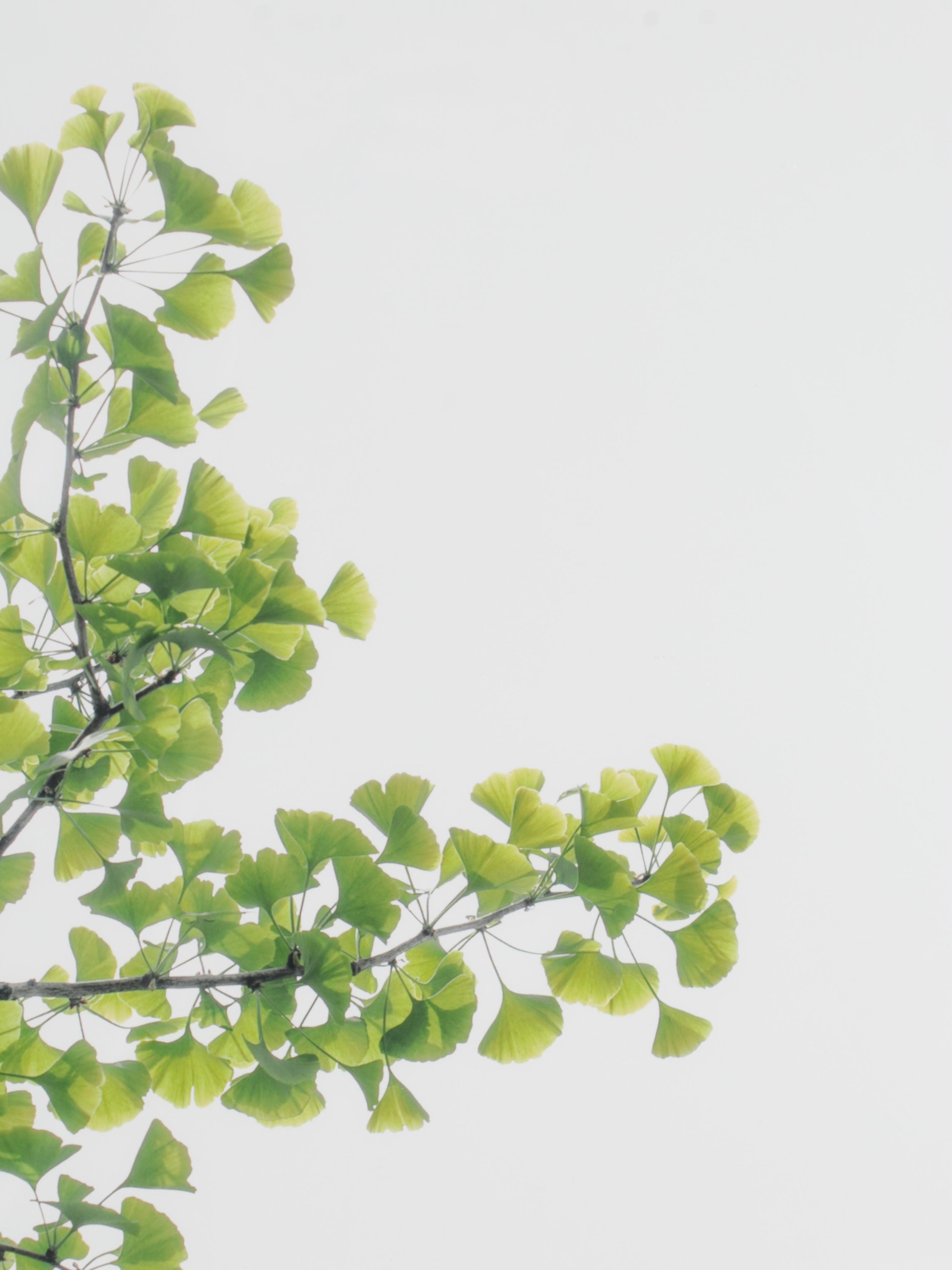 Erin McCarthy Print "Gingko Study II"