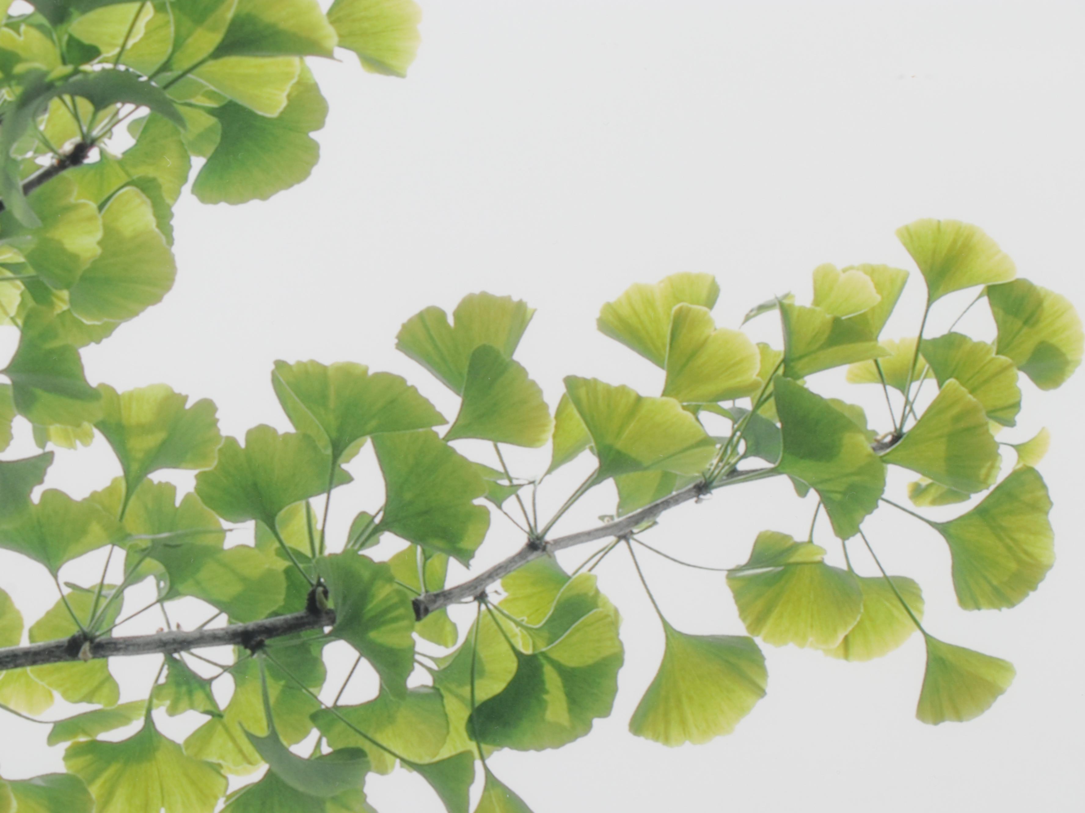 Erin McCarthy Print "Gingko Study II"