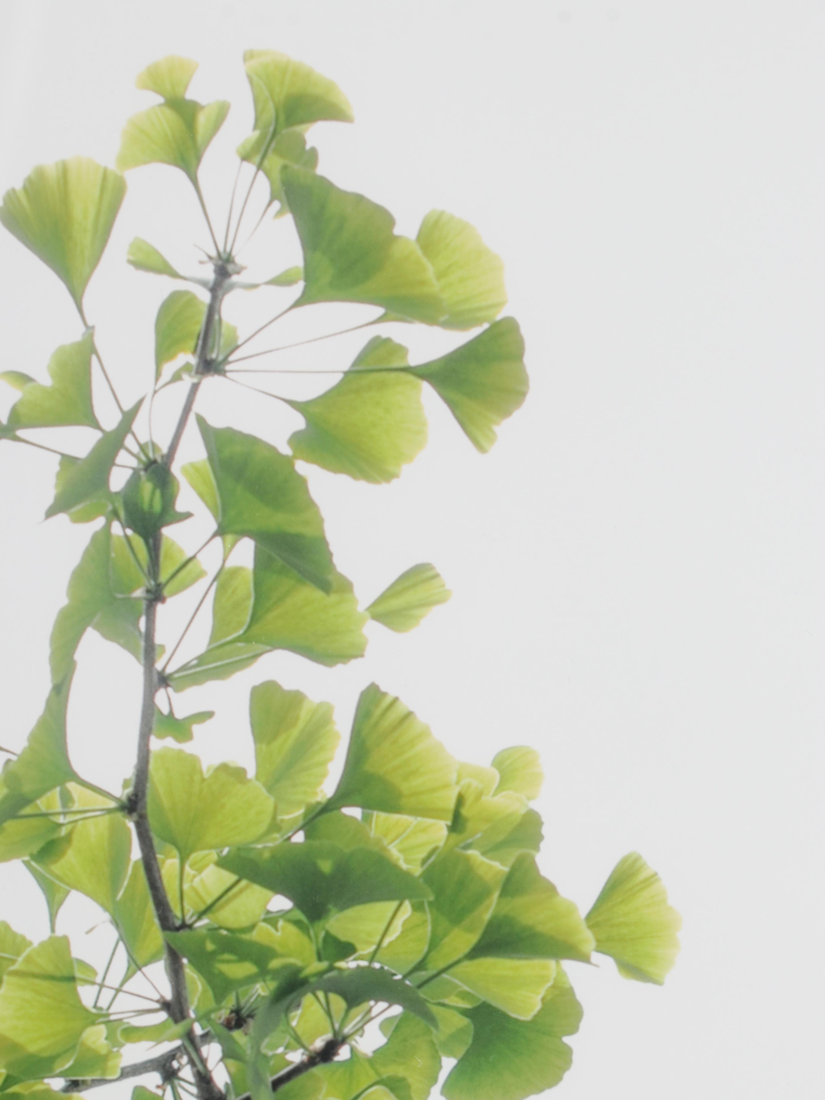 Erin McCarthy Print "Gingko Study II"