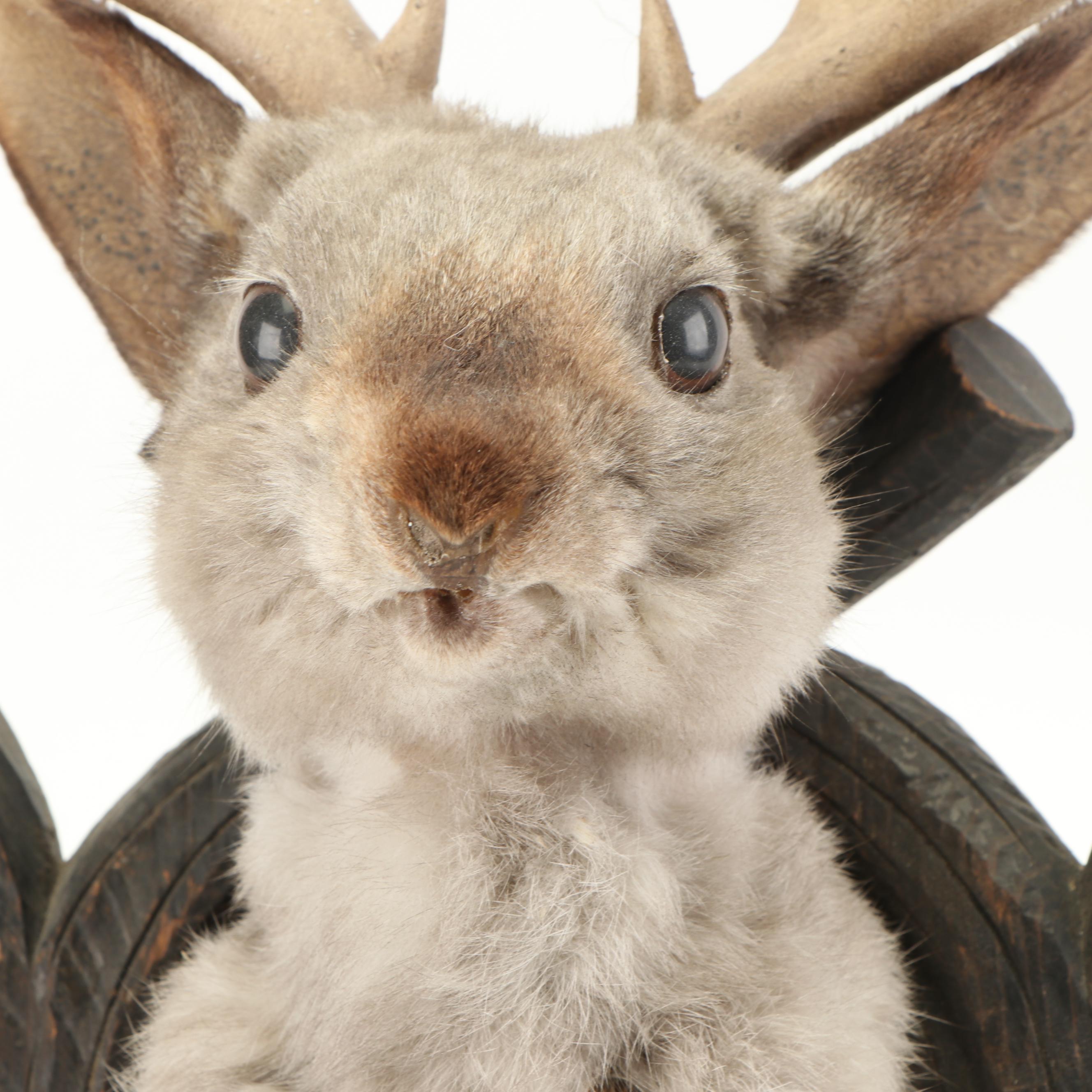 Taxidermy Embellished "Jackalope" Mount