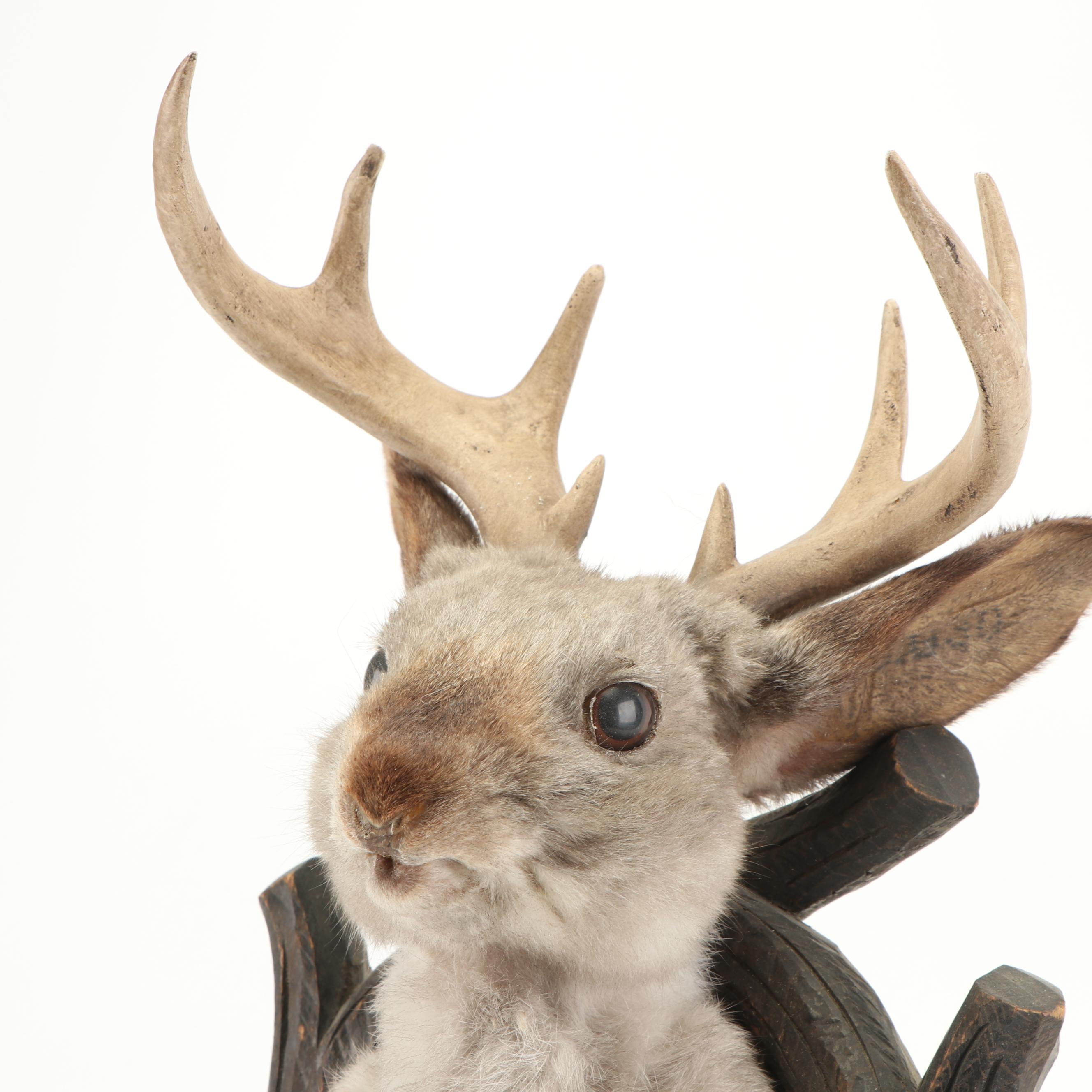 Taxidermy Embellished "Jackalope" Mount
