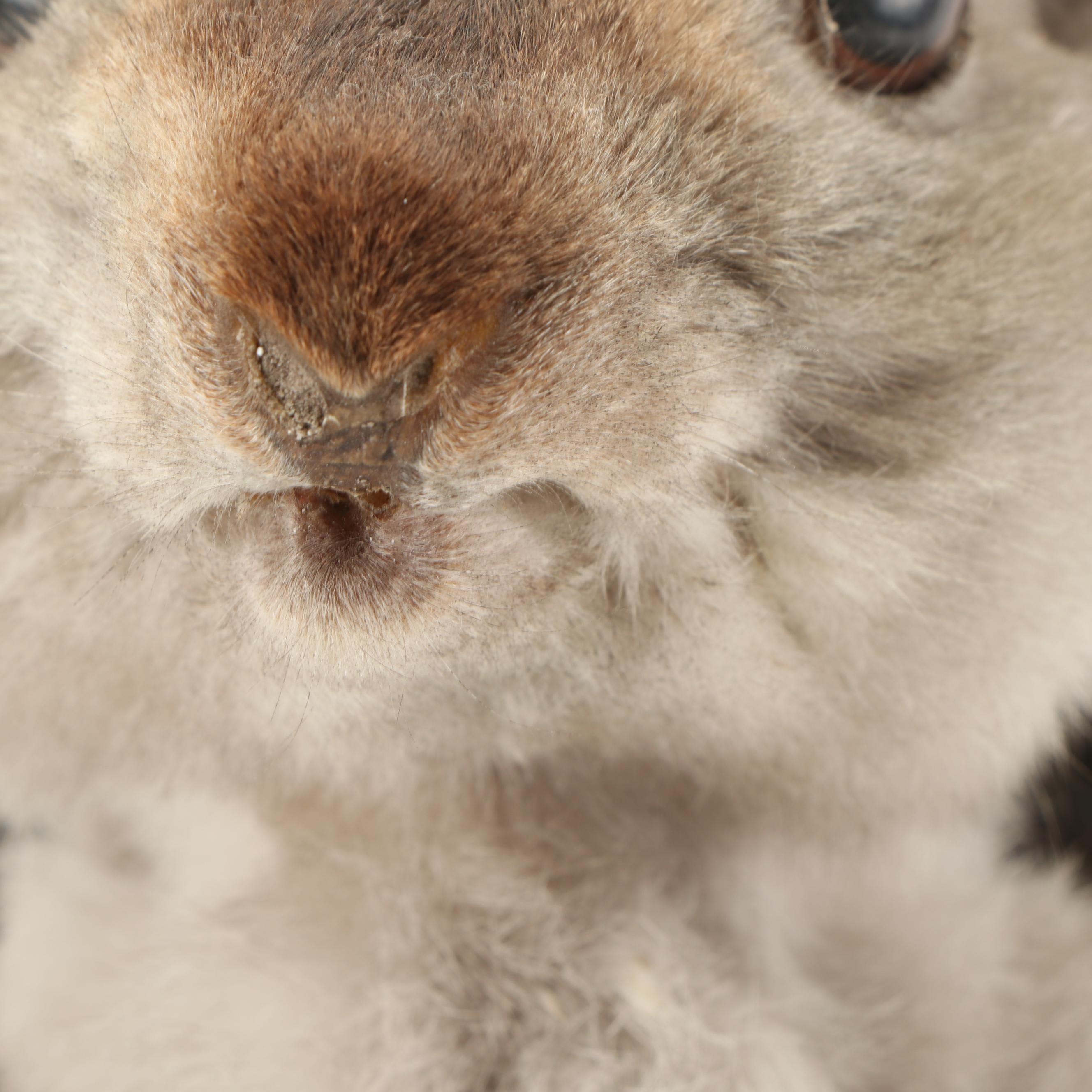 Taxidermy Embellished "Jackalope" Mount