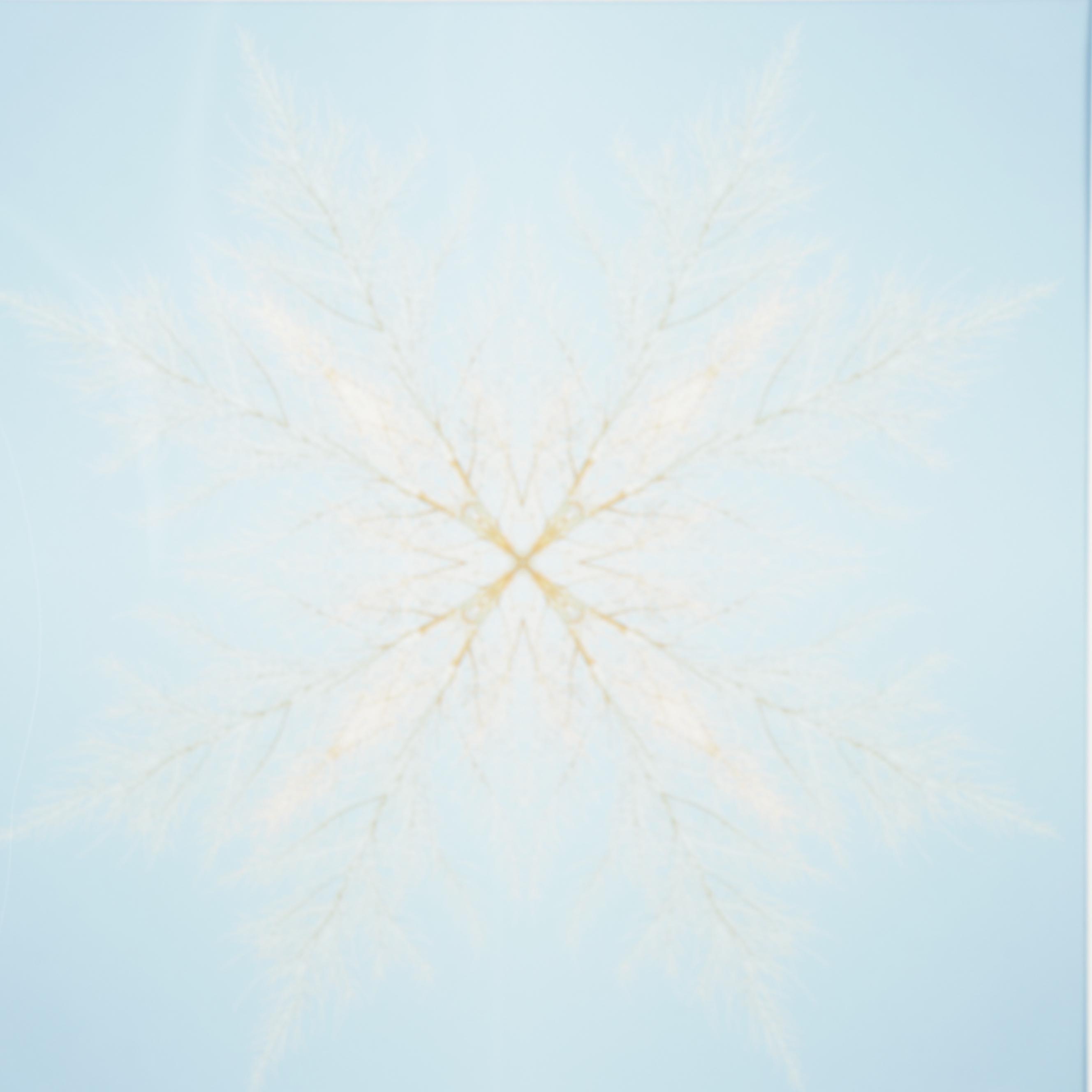 Erin McCarthy Print "Desert Snowflake"