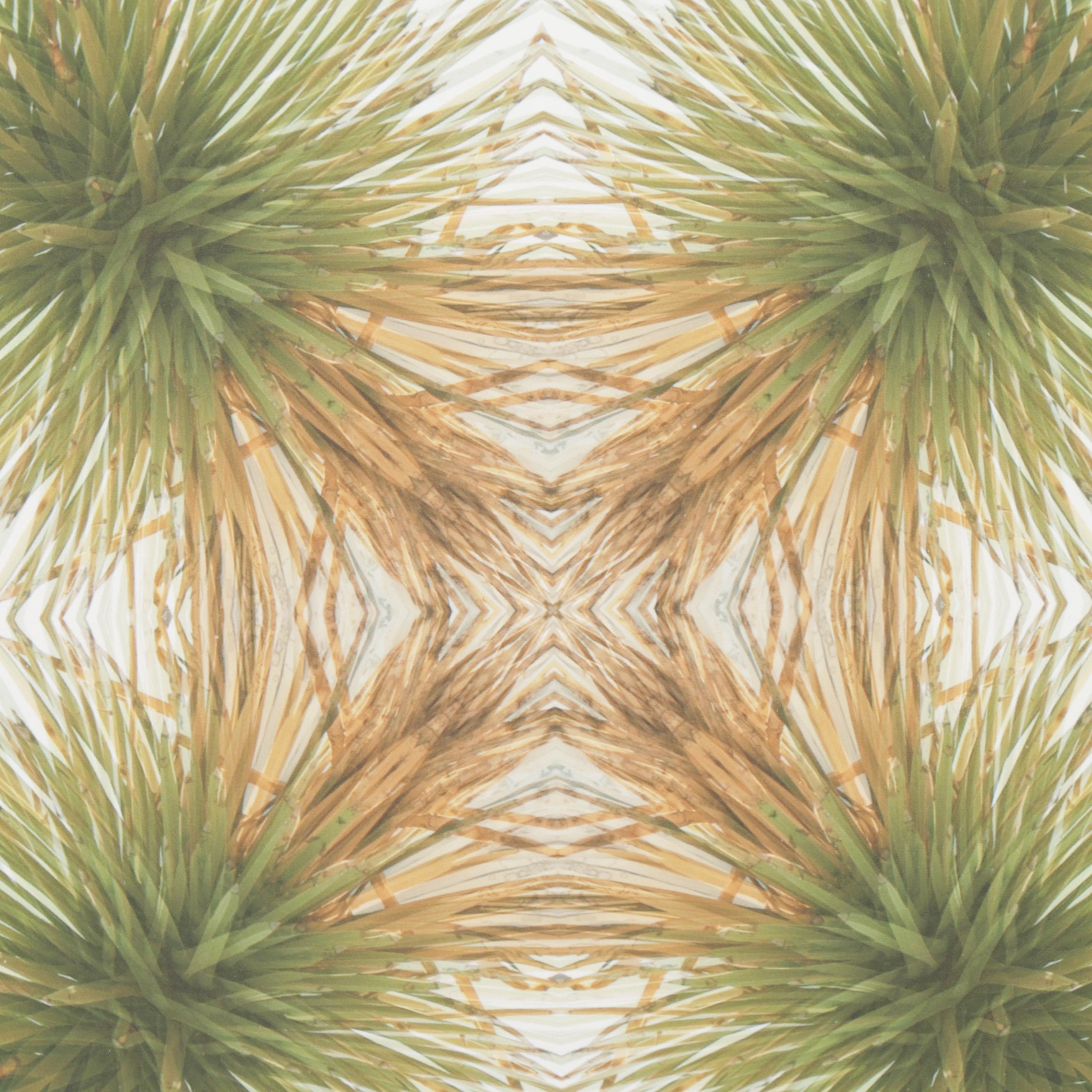 Erin McCarthy Print "Desert Plant"