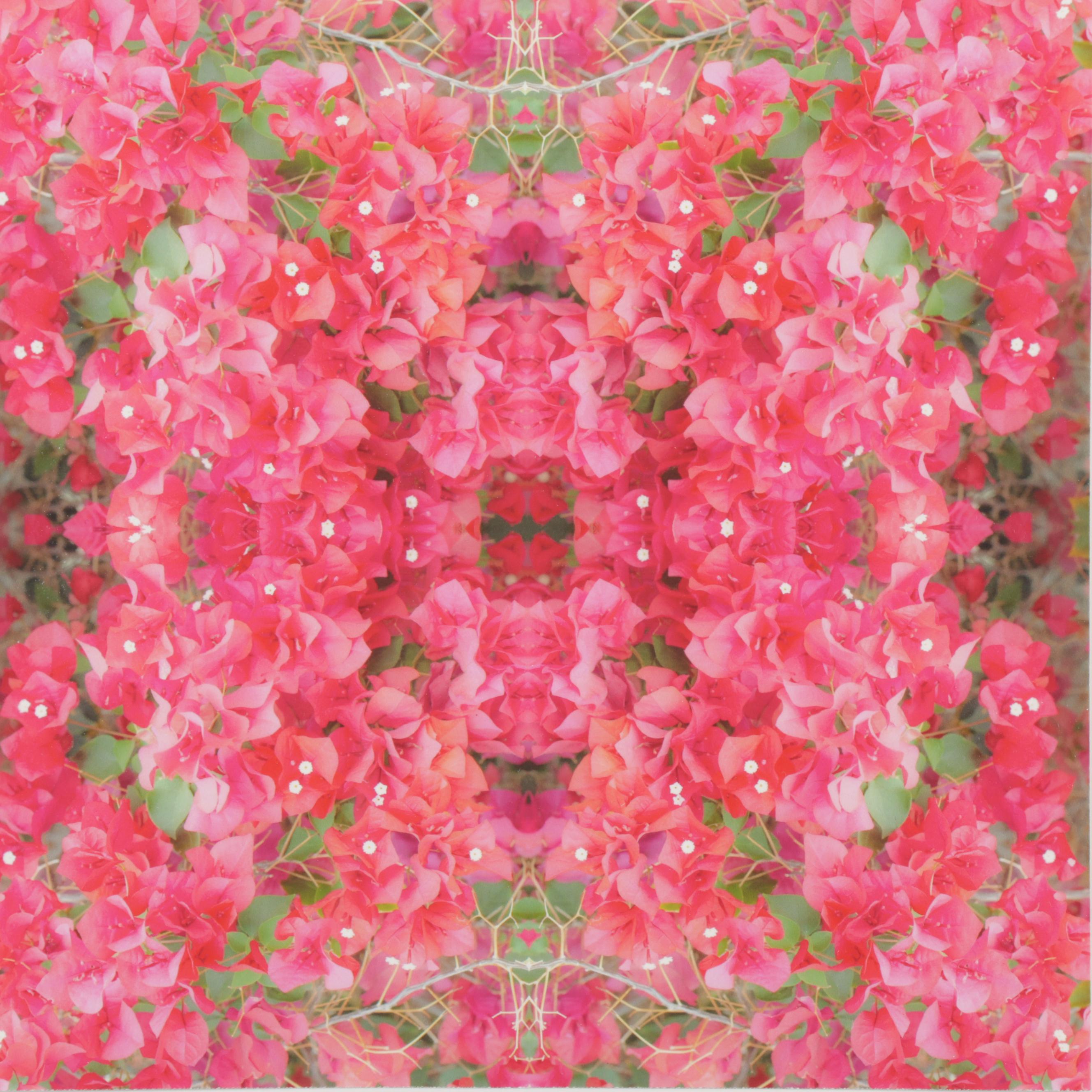 Erin McCarthy Print "Bougainvillea Study"