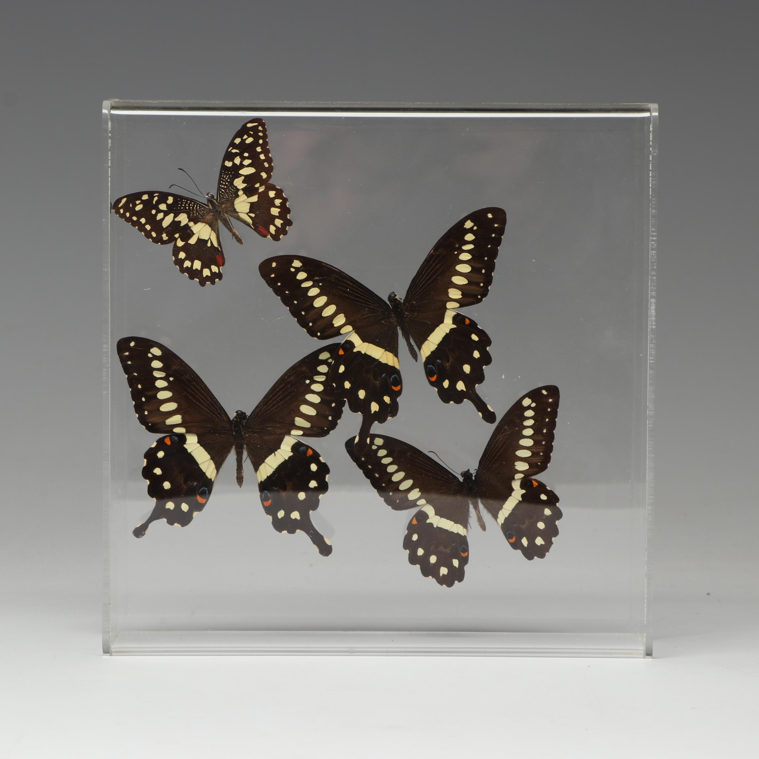 Laurel Swallowtail Butterfly Taxidermy in Clear Acrylic Display Box