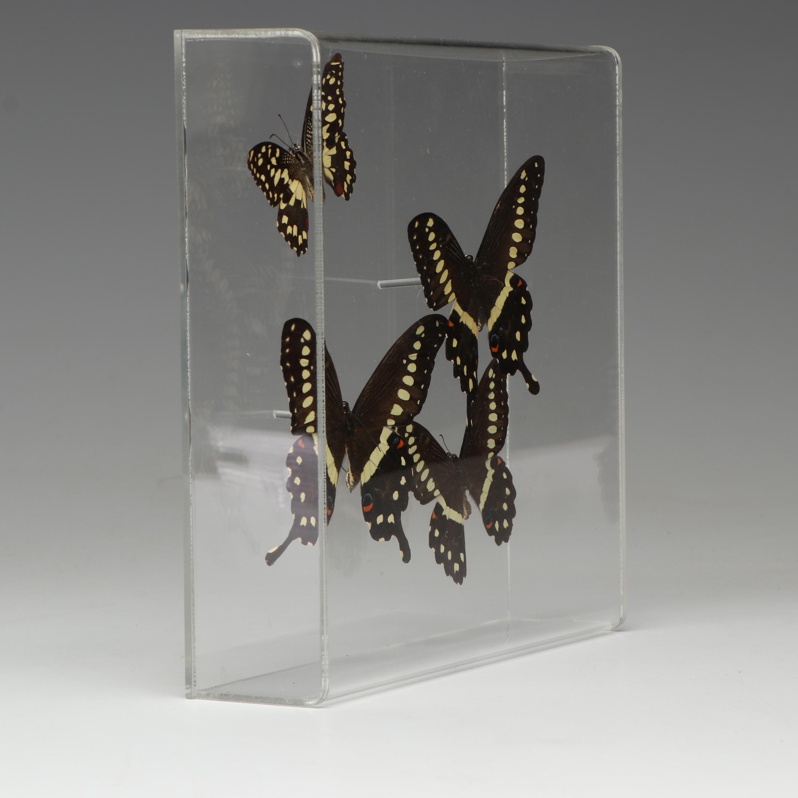 Laurel Swallowtail Butterfly Taxidermy in Clear Acrylic Display Box