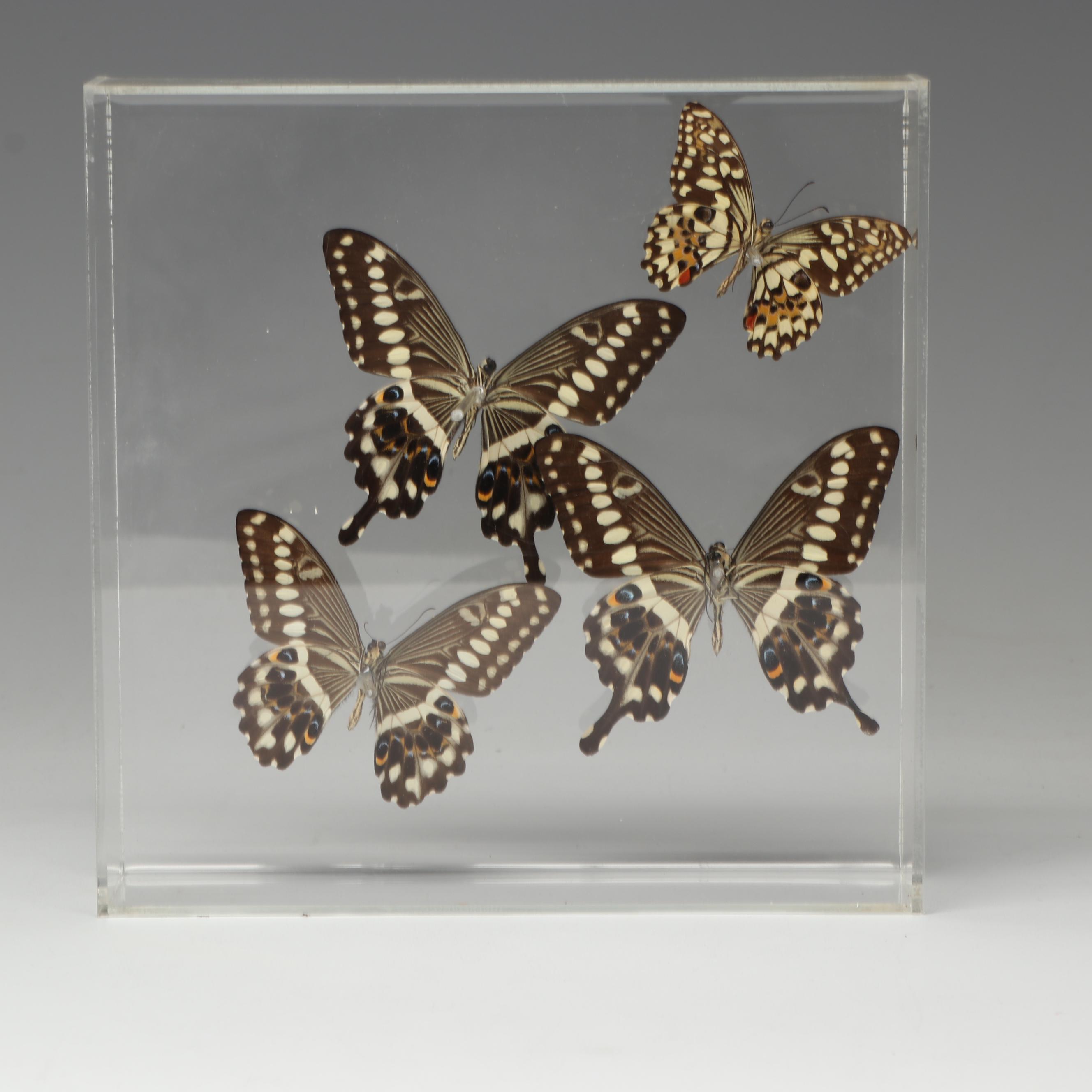 Laurel Swallowtail Butterfly Taxidermy in Clear Acrylic Display Box