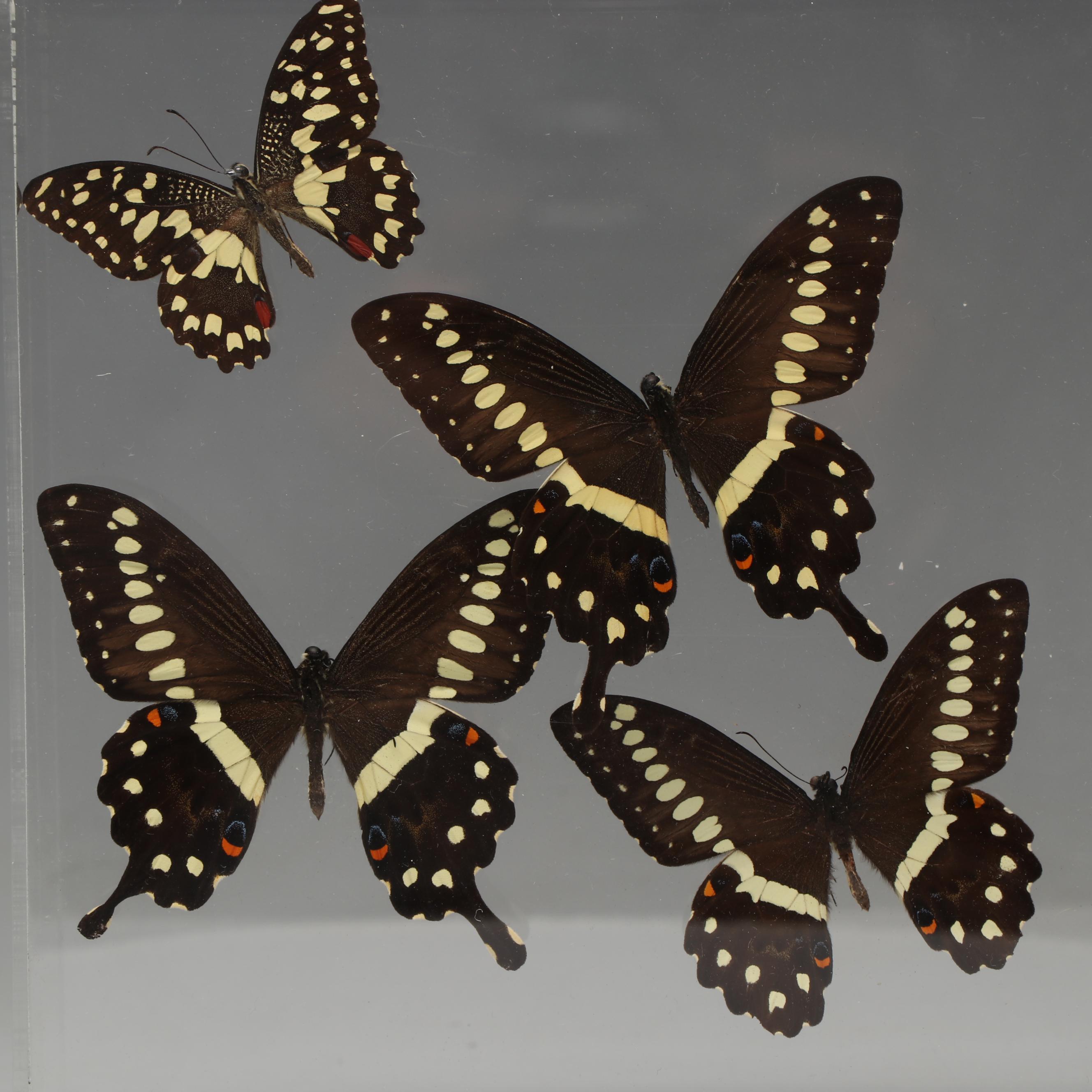 Laurel Swallowtail Butterfly Taxidermy in Clear Acrylic Display Box