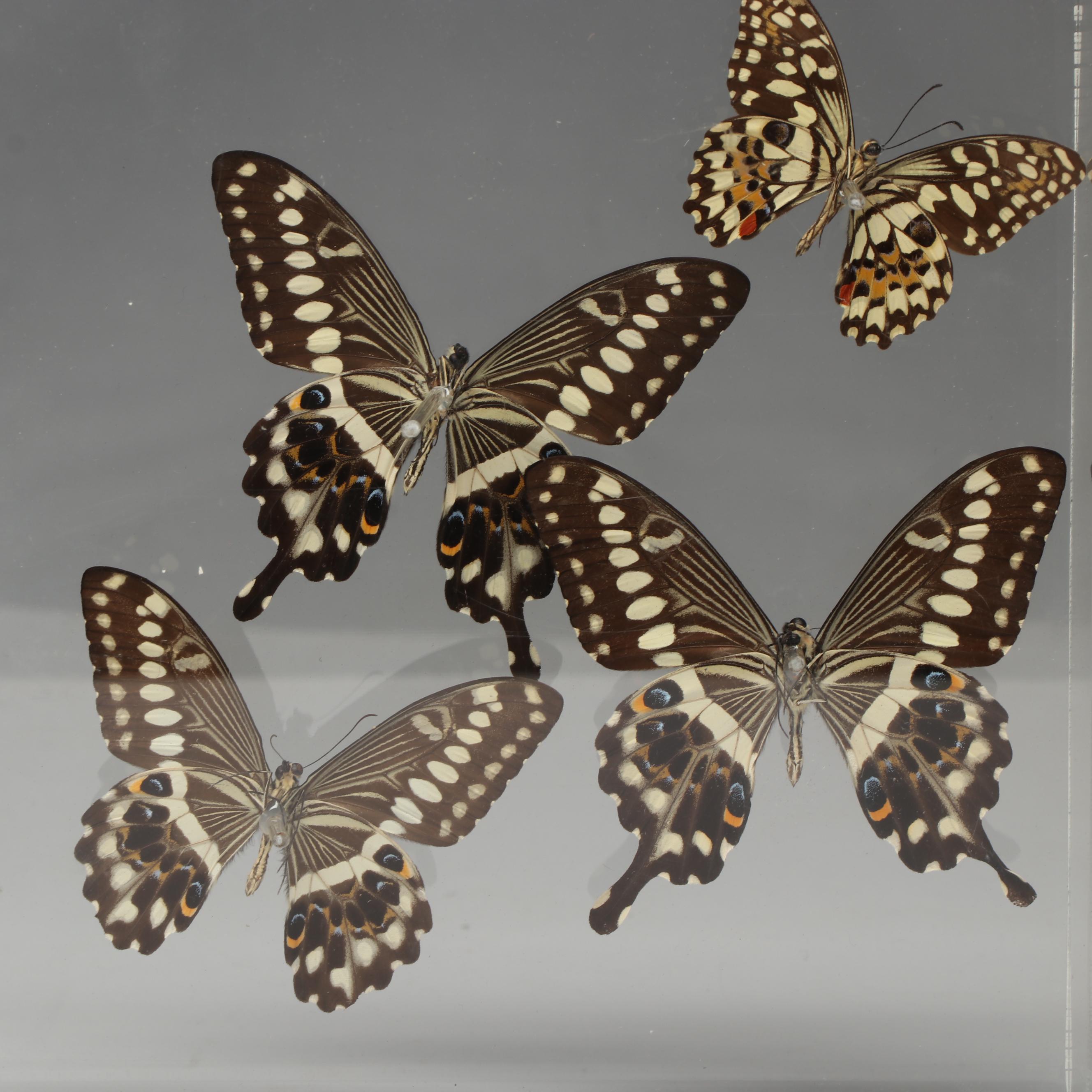 Laurel Swallowtail Butterfly Taxidermy in Clear Acrylic Display Box