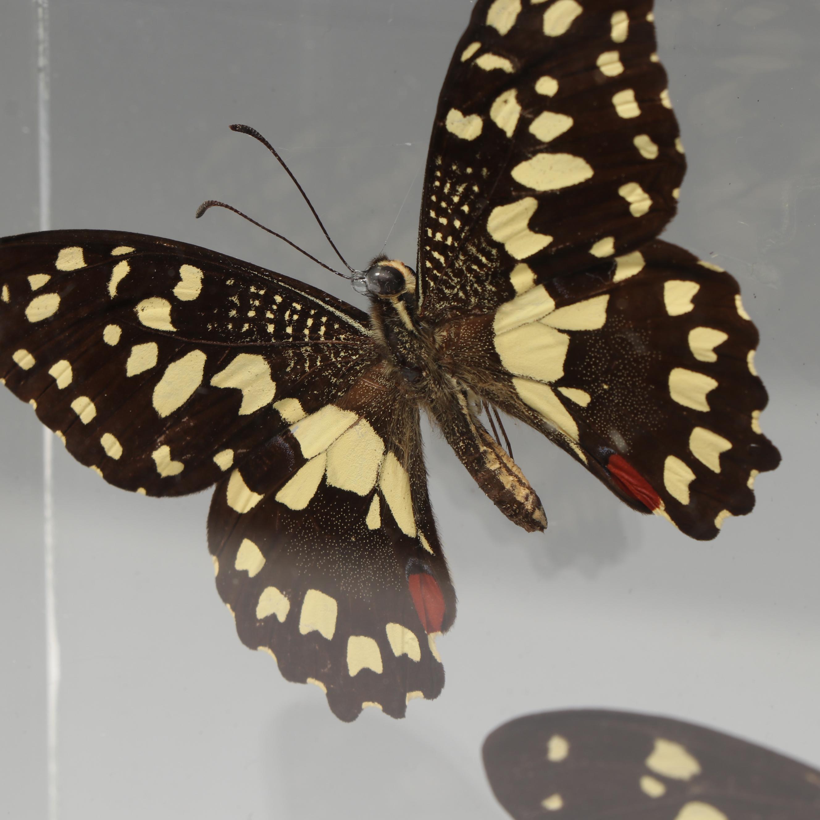 Laurel Swallowtail Butterfly Taxidermy in Clear Acrylic Display Box