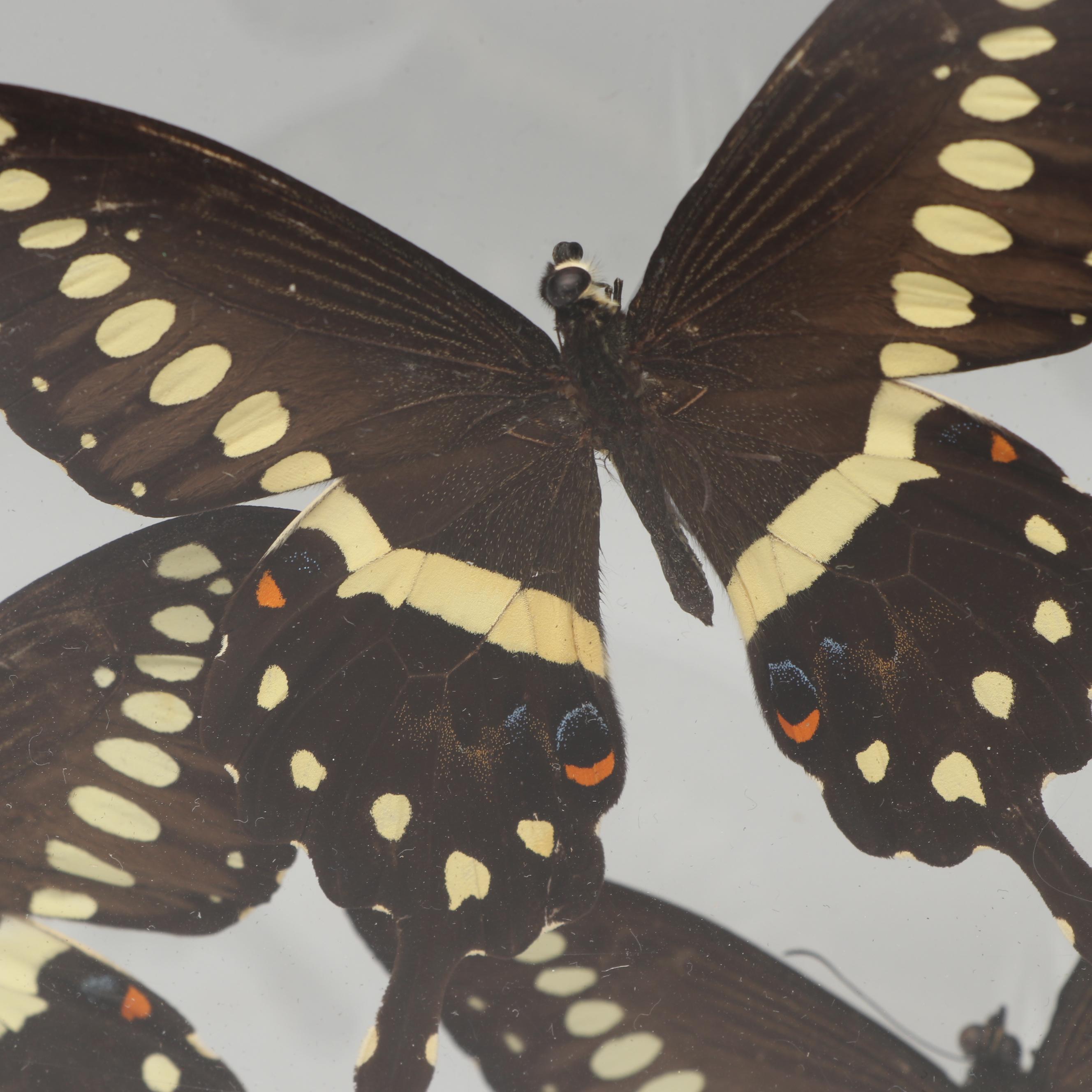 Laurel Swallowtail Butterfly Taxidermy in Clear Acrylic Display Box