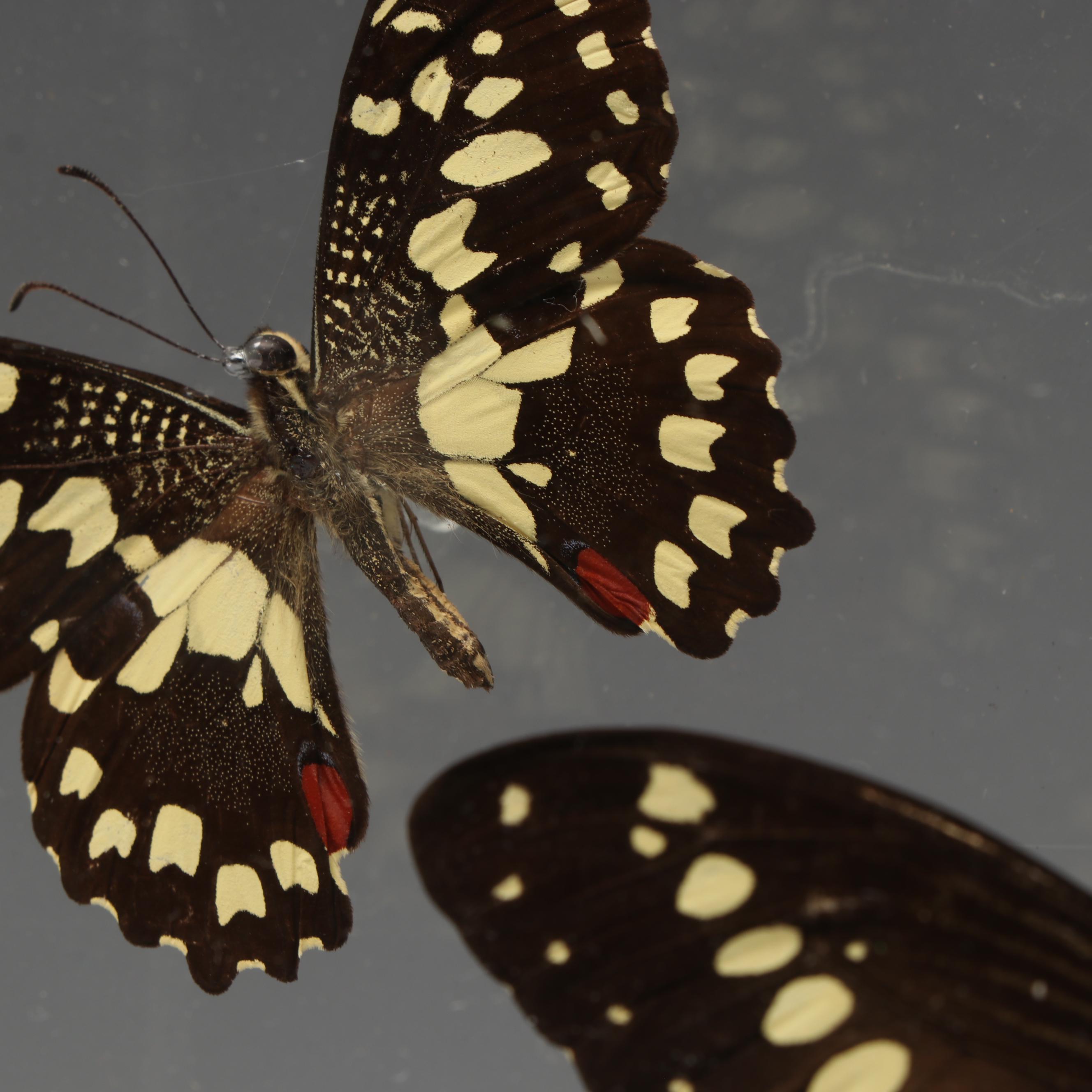 Laurel Swallowtail Butterfly Taxidermy in Clear Acrylic Display Box