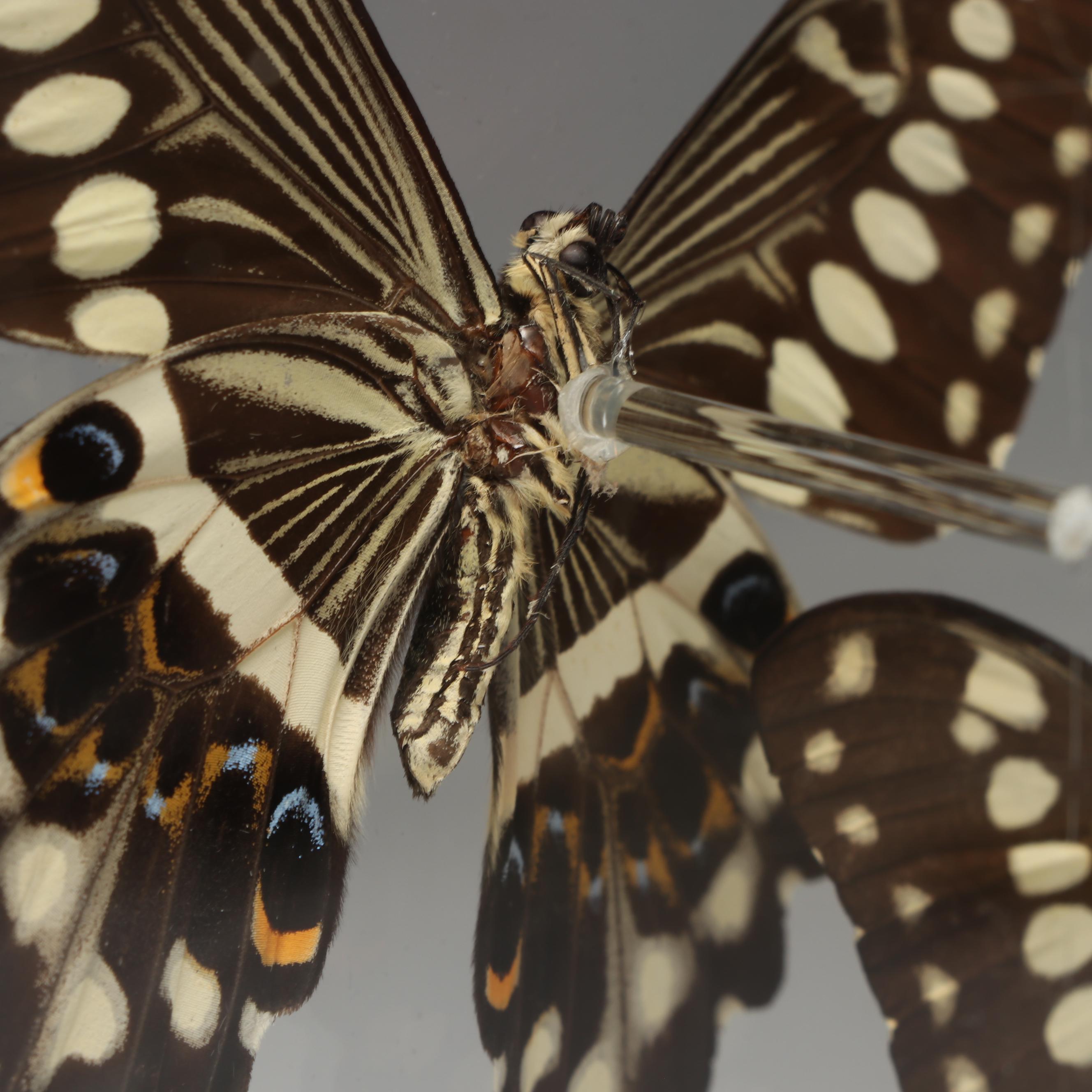 Laurel Swallowtail Butterfly Taxidermy in Clear Acrylic Display Box