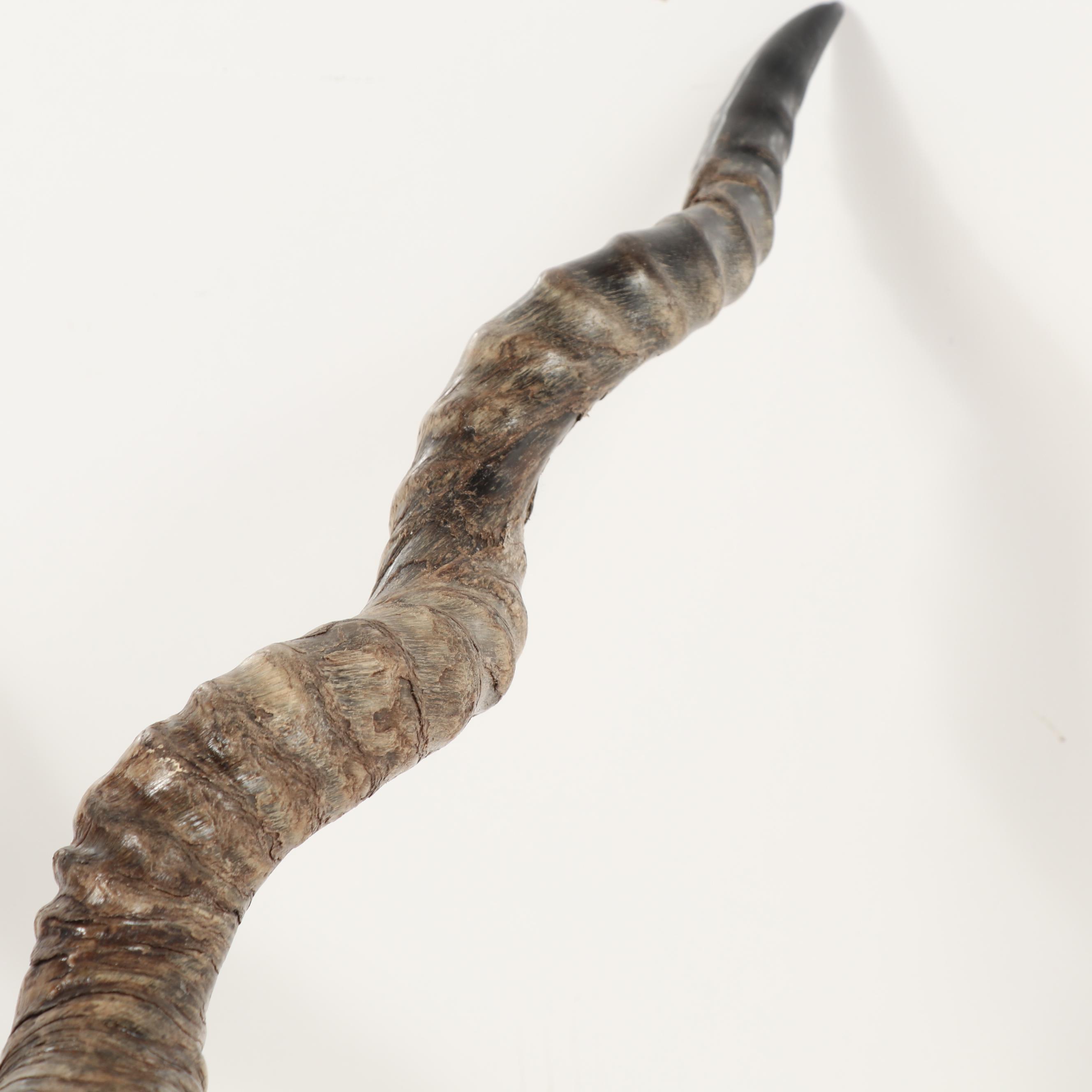 Blackbuck Antelope Taxidermy Shoulder Mount