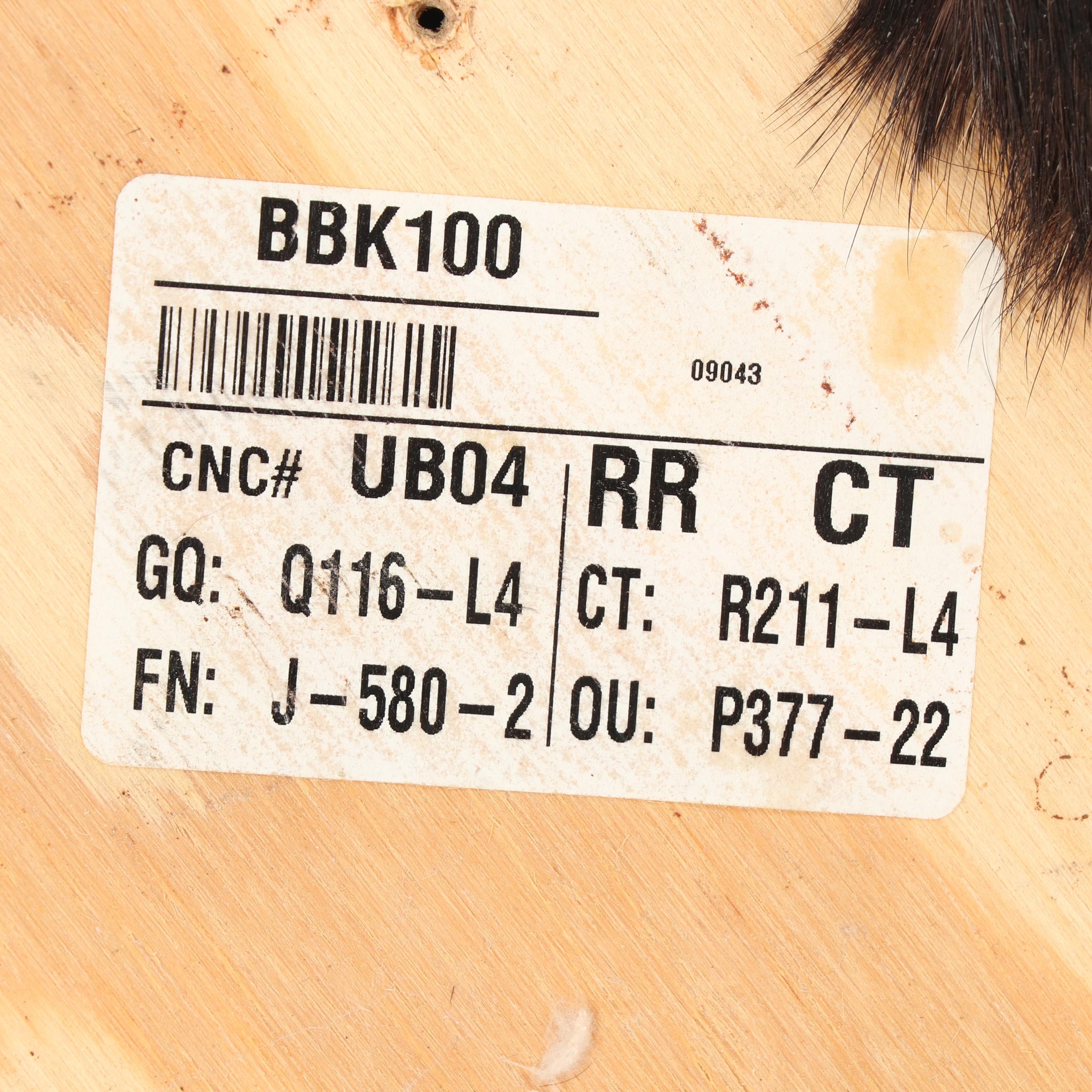 Blackbuck Antelope Taxidermy Shoulder Mount