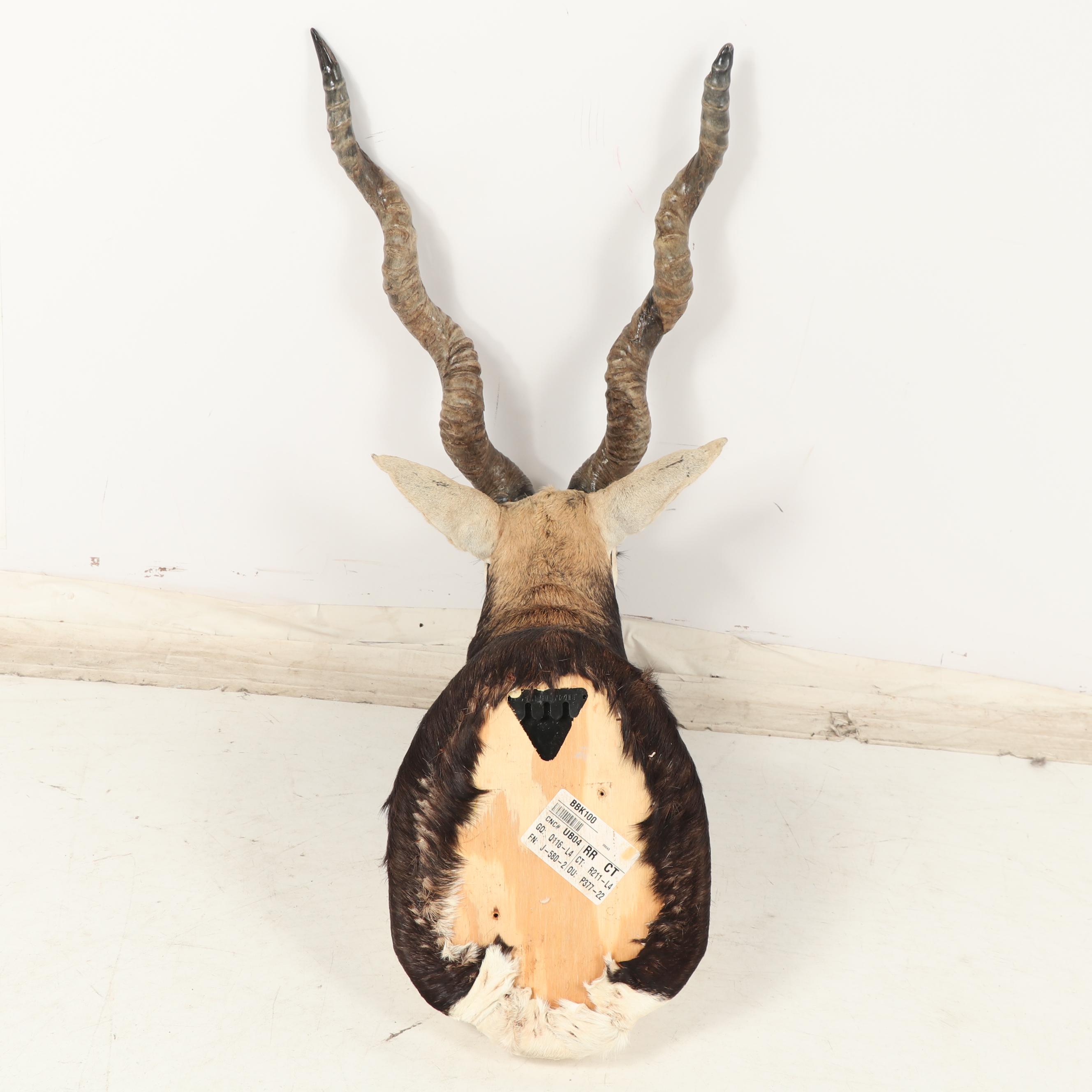 Blackbuck Antelope Taxidermy Shoulder Mount