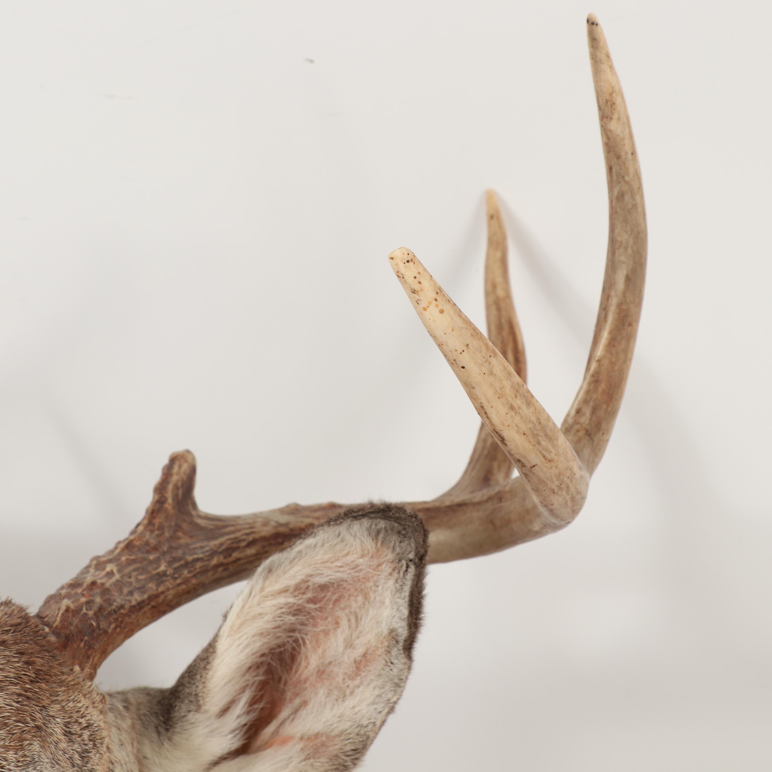 8-Point Whitetail Buck Shoulder Mount