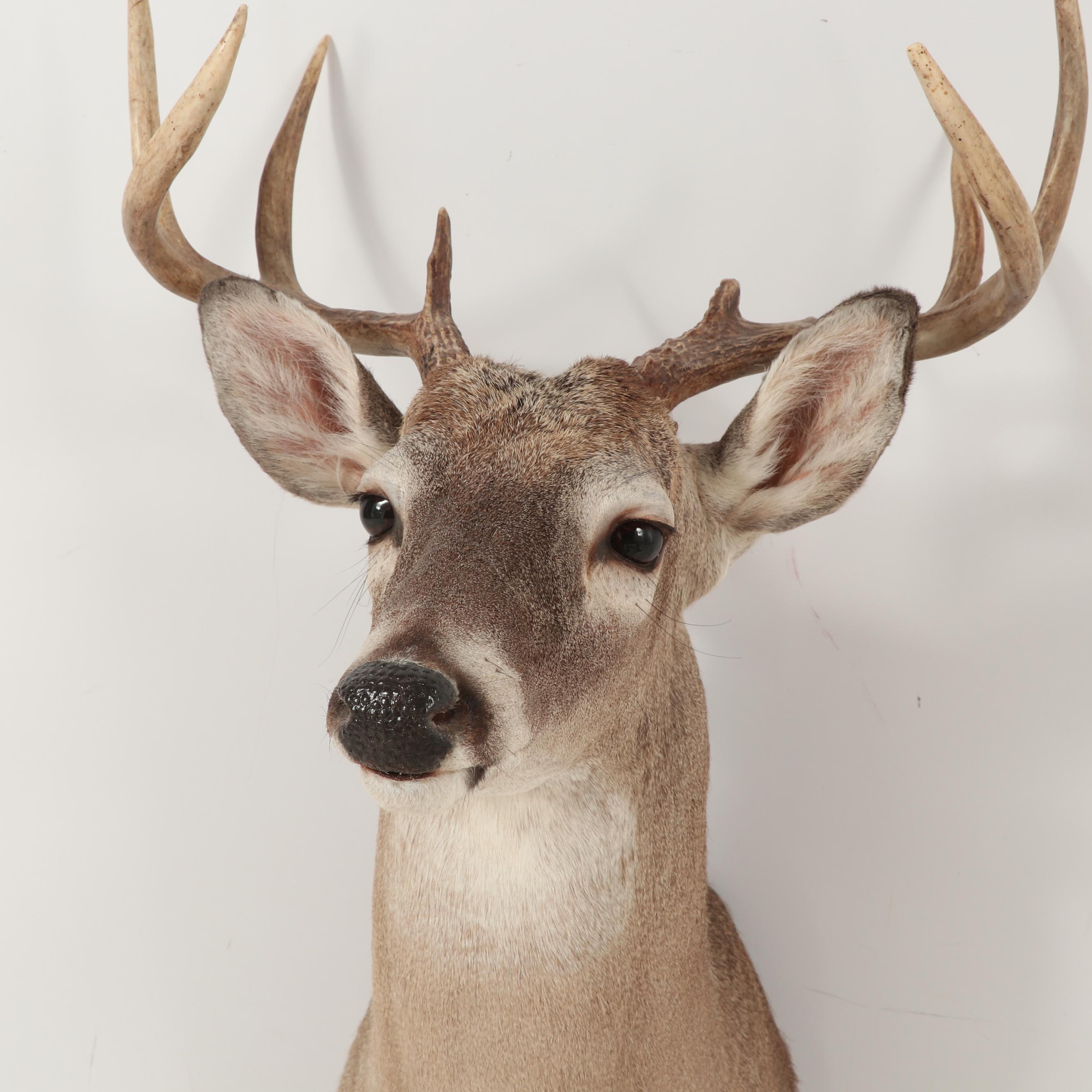 8-Point Whitetail Buck Shoulder Mount