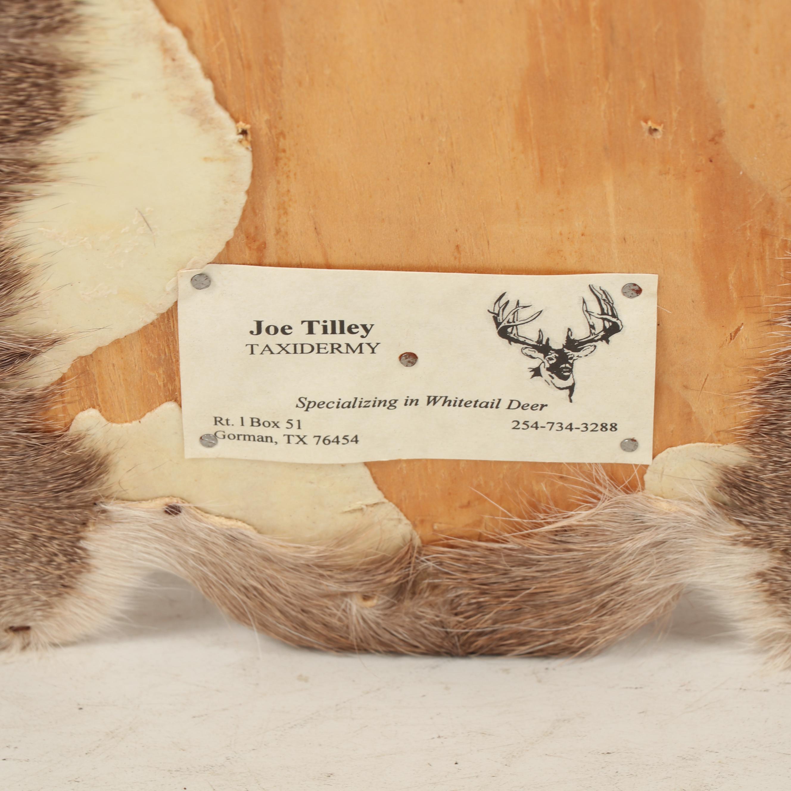 8-Point Whitetail Buck Shoulder Mount