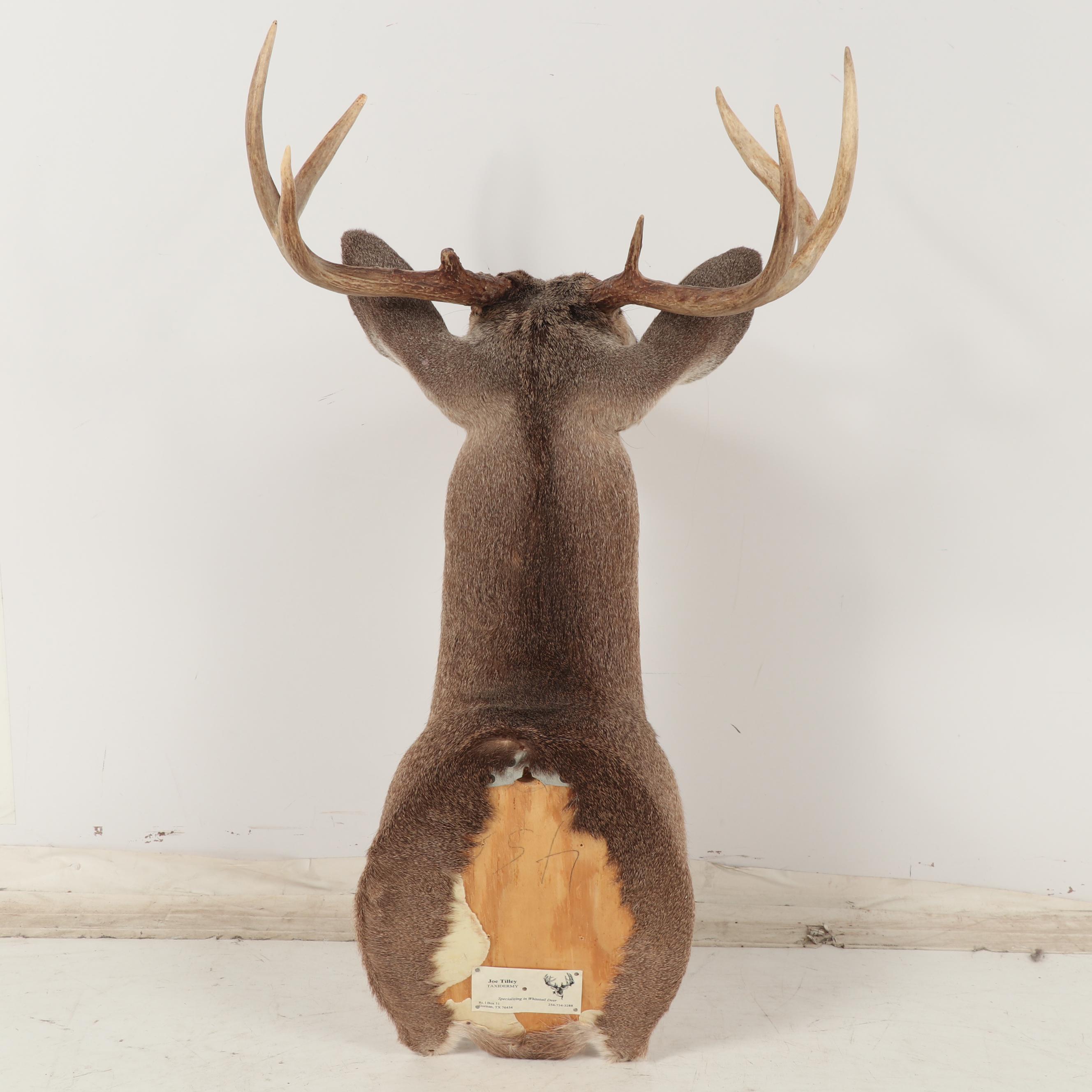 8-Point Whitetail Buck Shoulder Mount