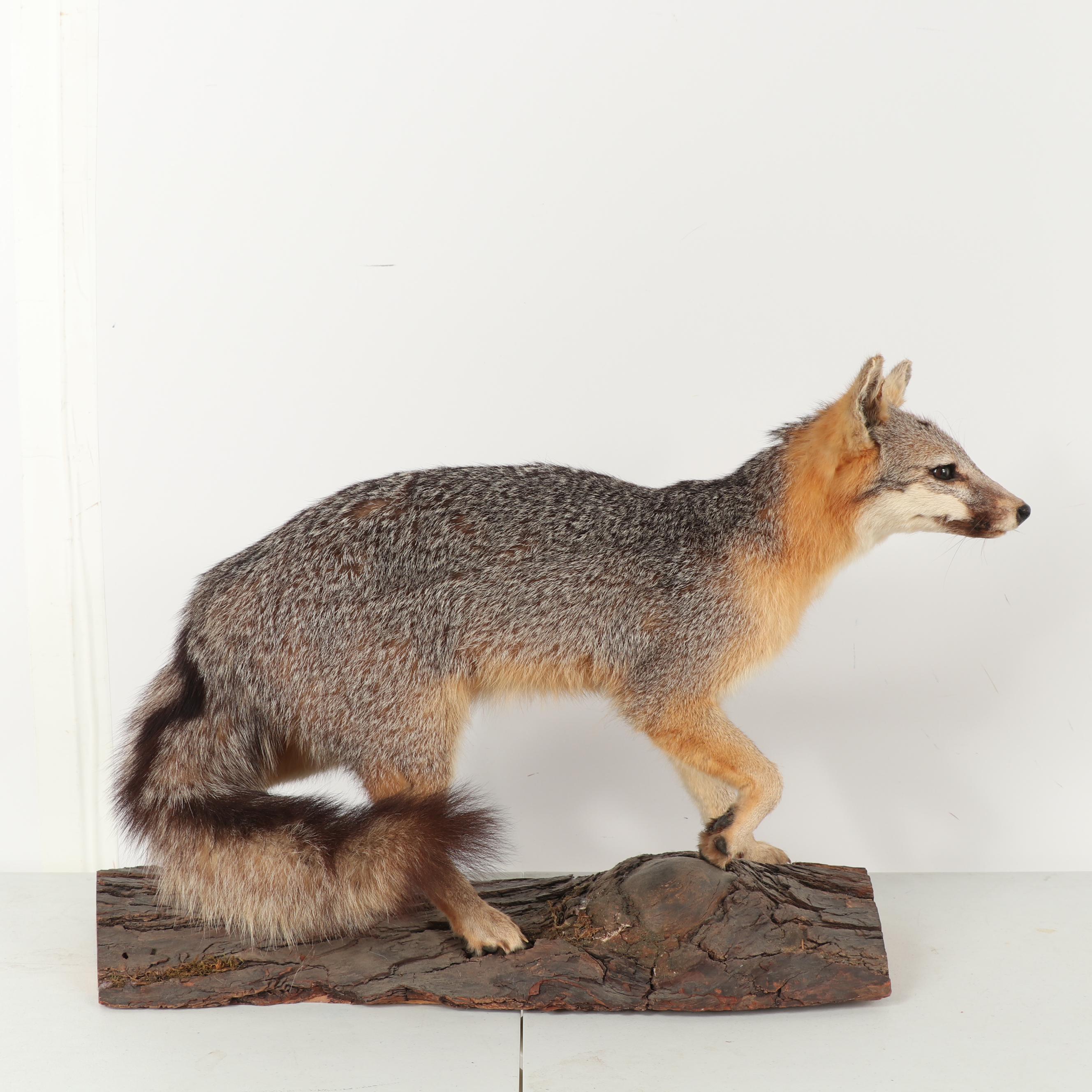 Grey Fox Full Body Taxidermy Mount
