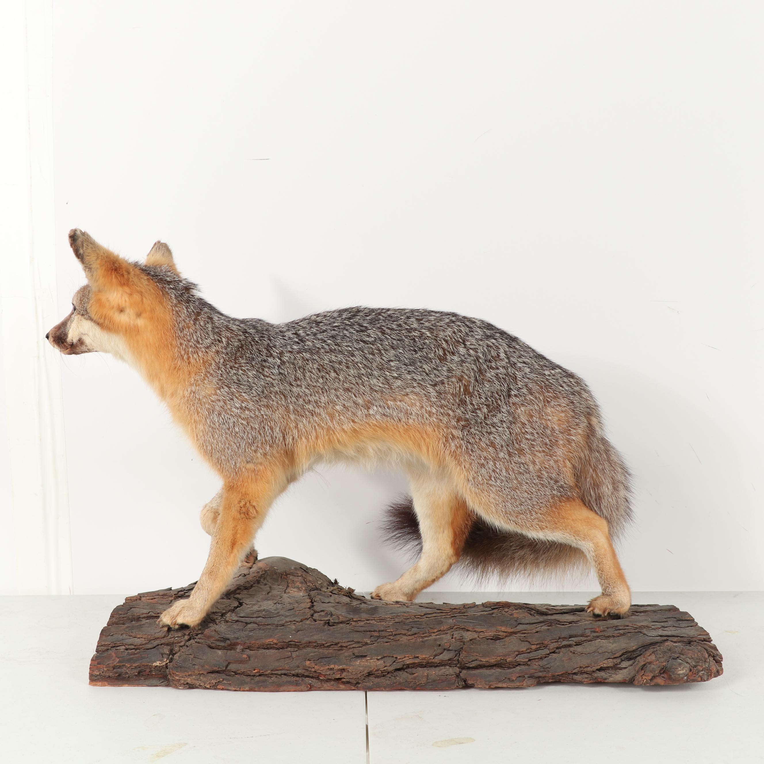 Grey Fox Full Body Taxidermy Mount